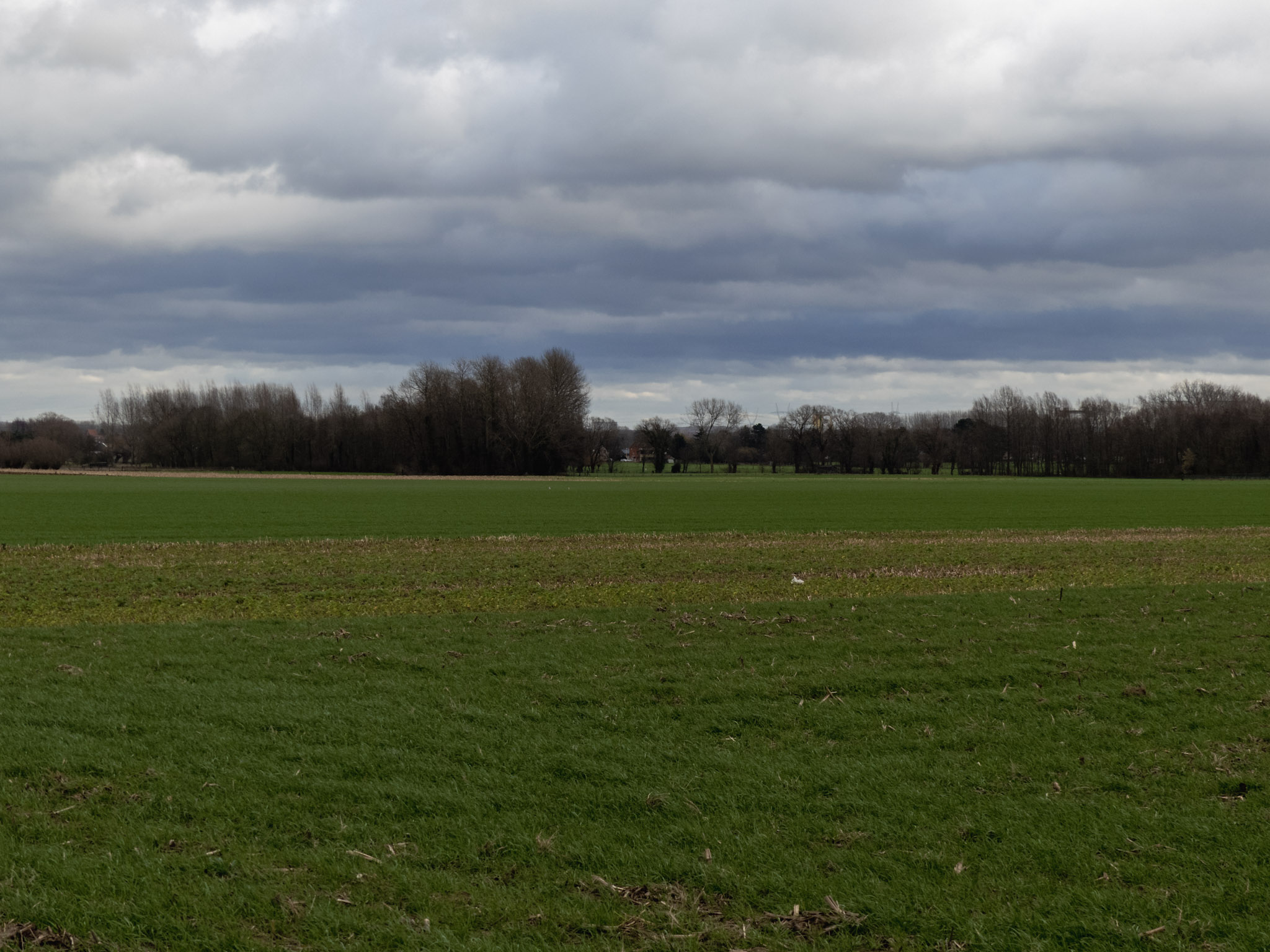 Grasland met dreigende lucht erboven