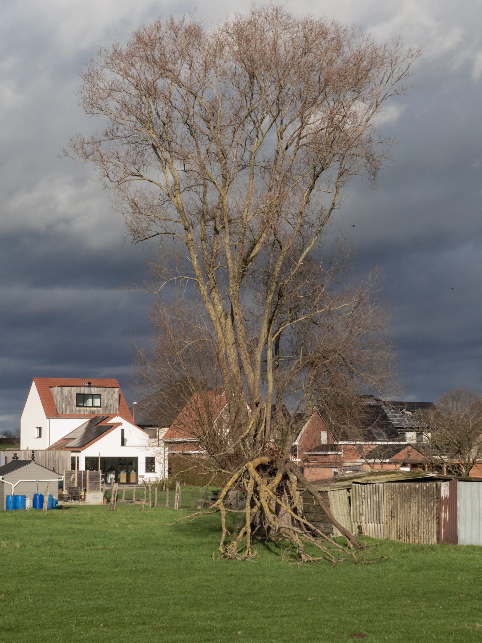 Kapotte boom in een achtertuin