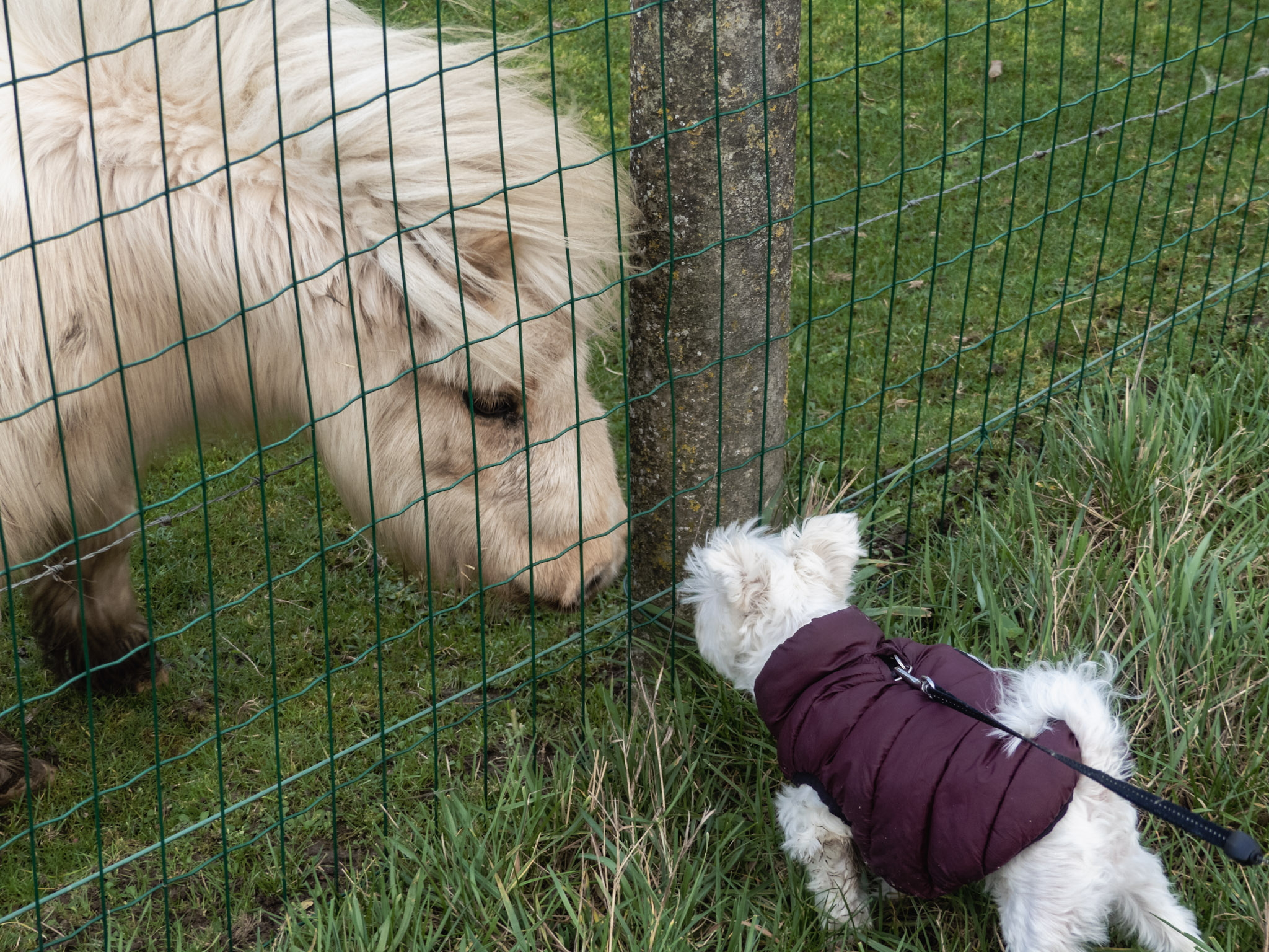 Kleine hond en kleine pony besnuffelen elkaar door een hek