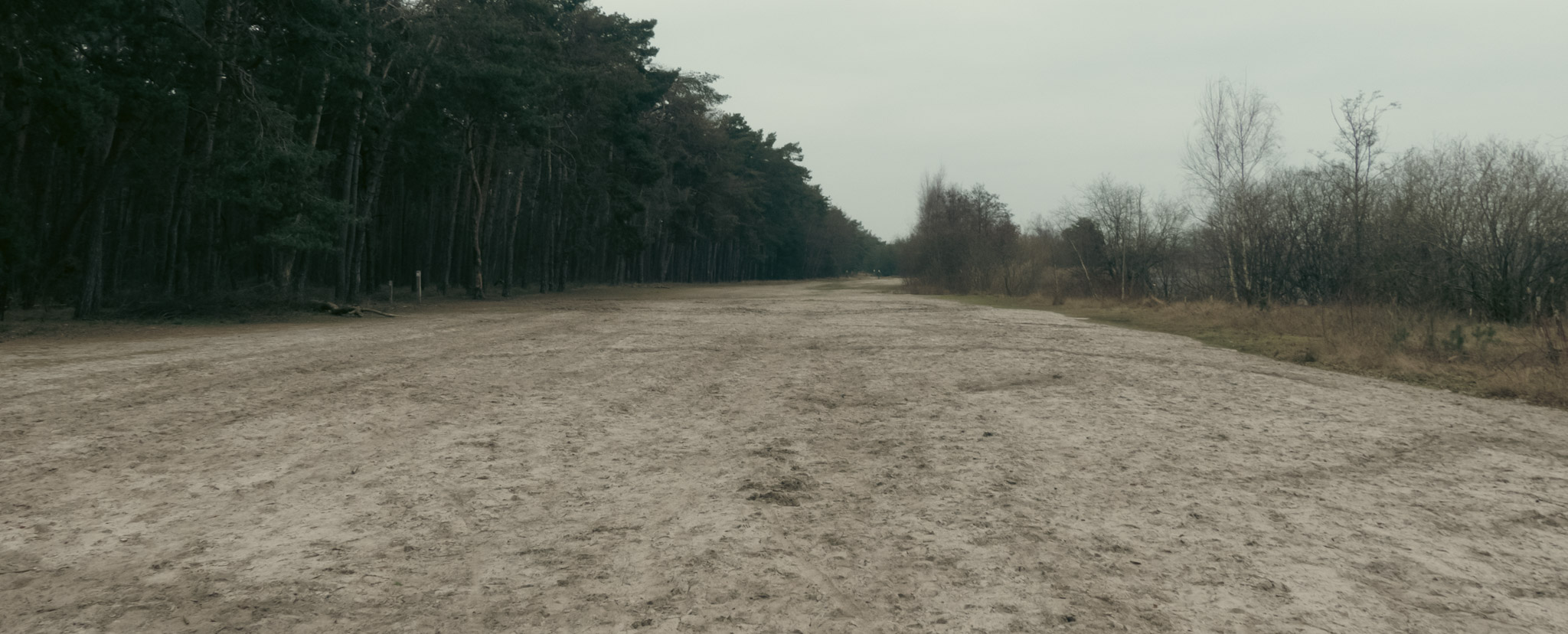 Brede zandweg, met links daarvan een naaldbos