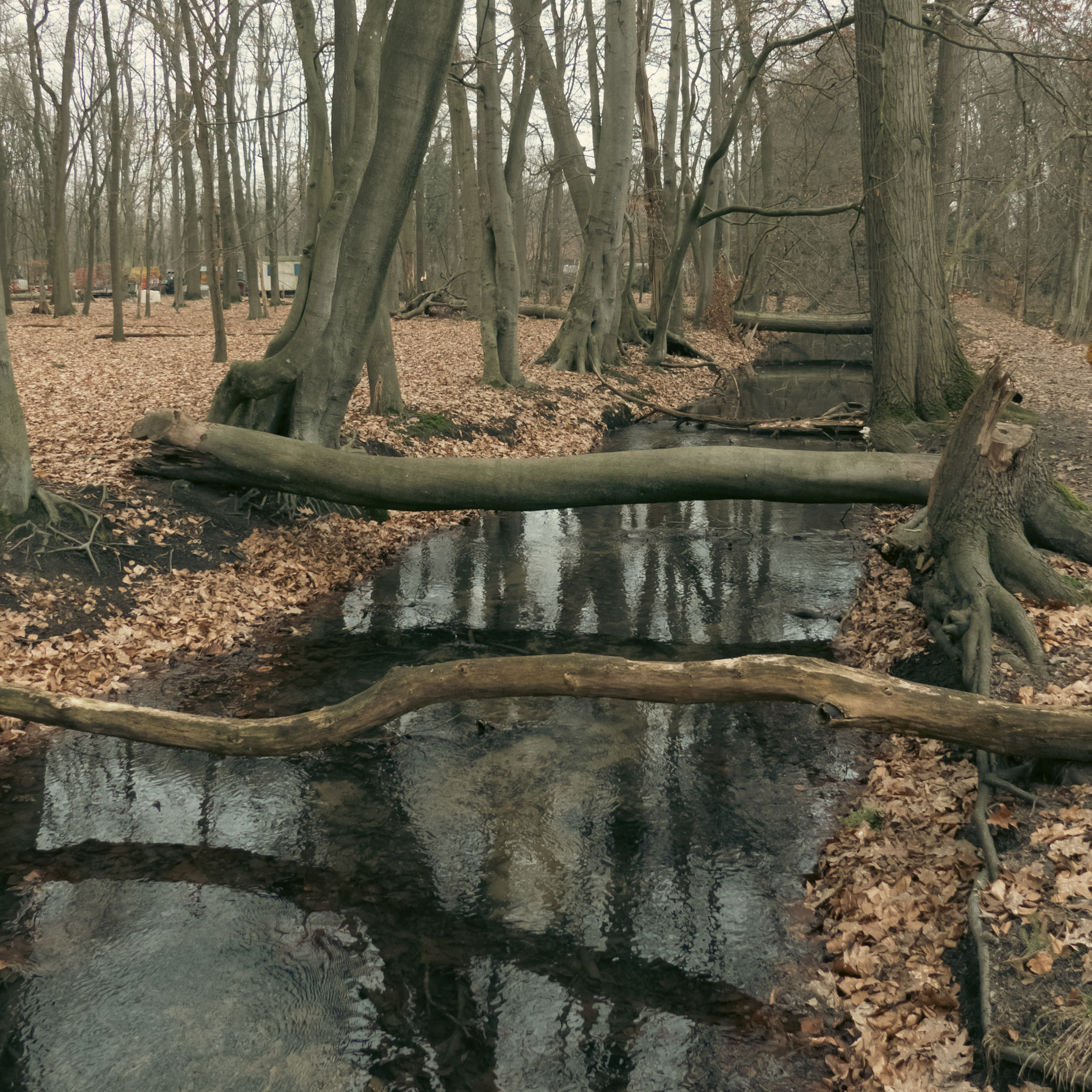 Omgevallen bomen over een beek in een bos.