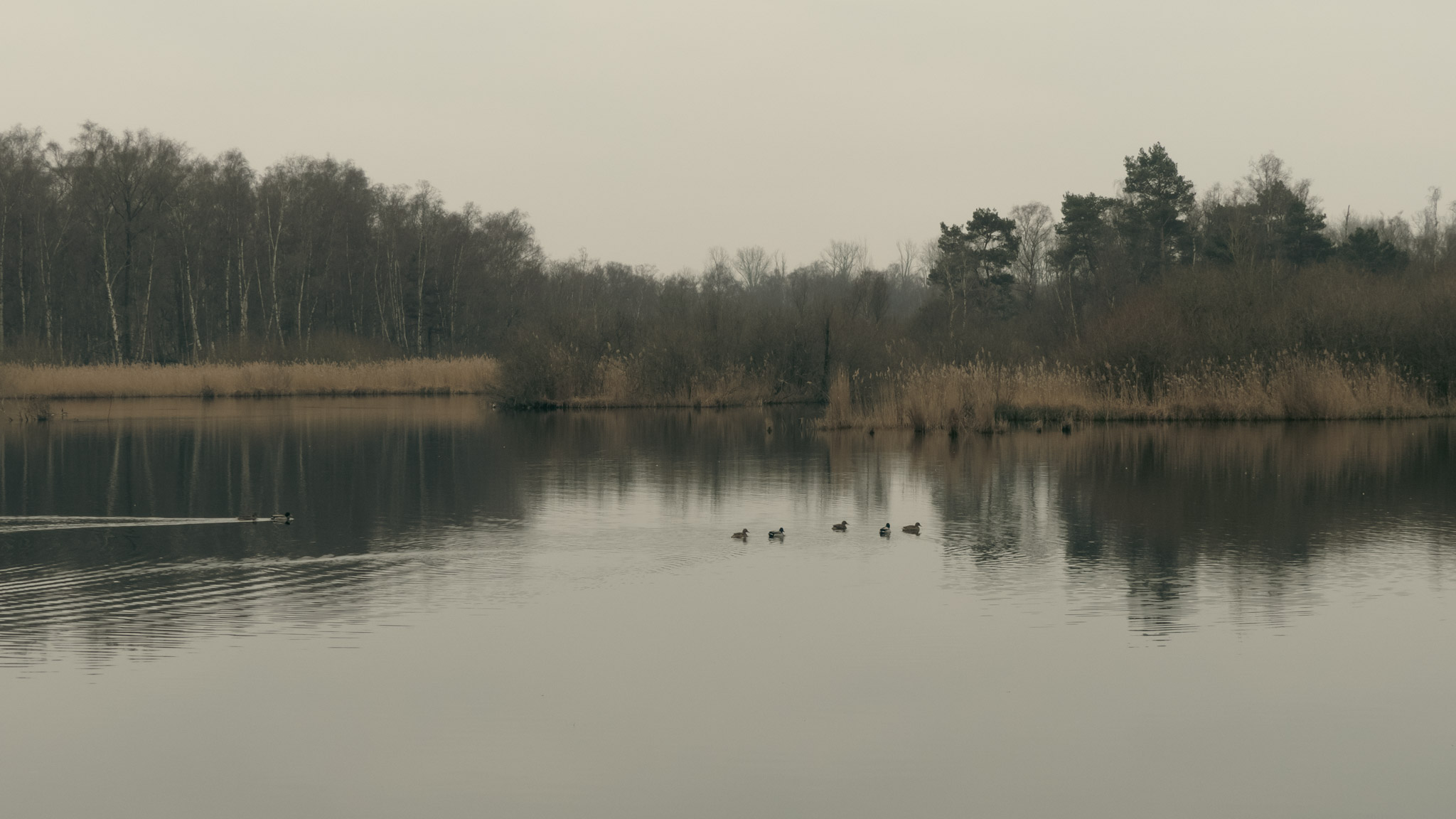 Vijf eendjes op een plas water met riet op de achtergrond