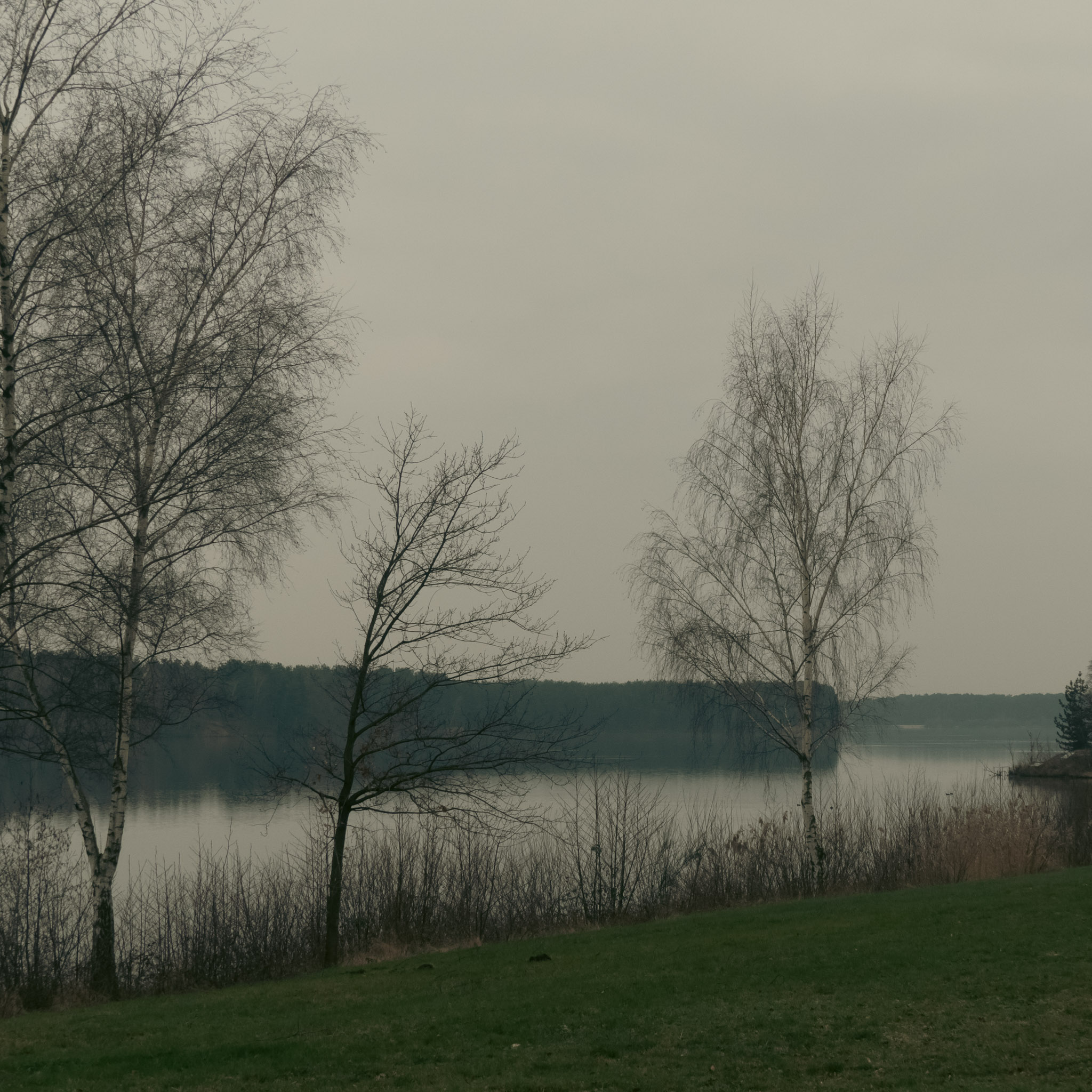 Uitzicht op water met berkenbomen op de voorgrond