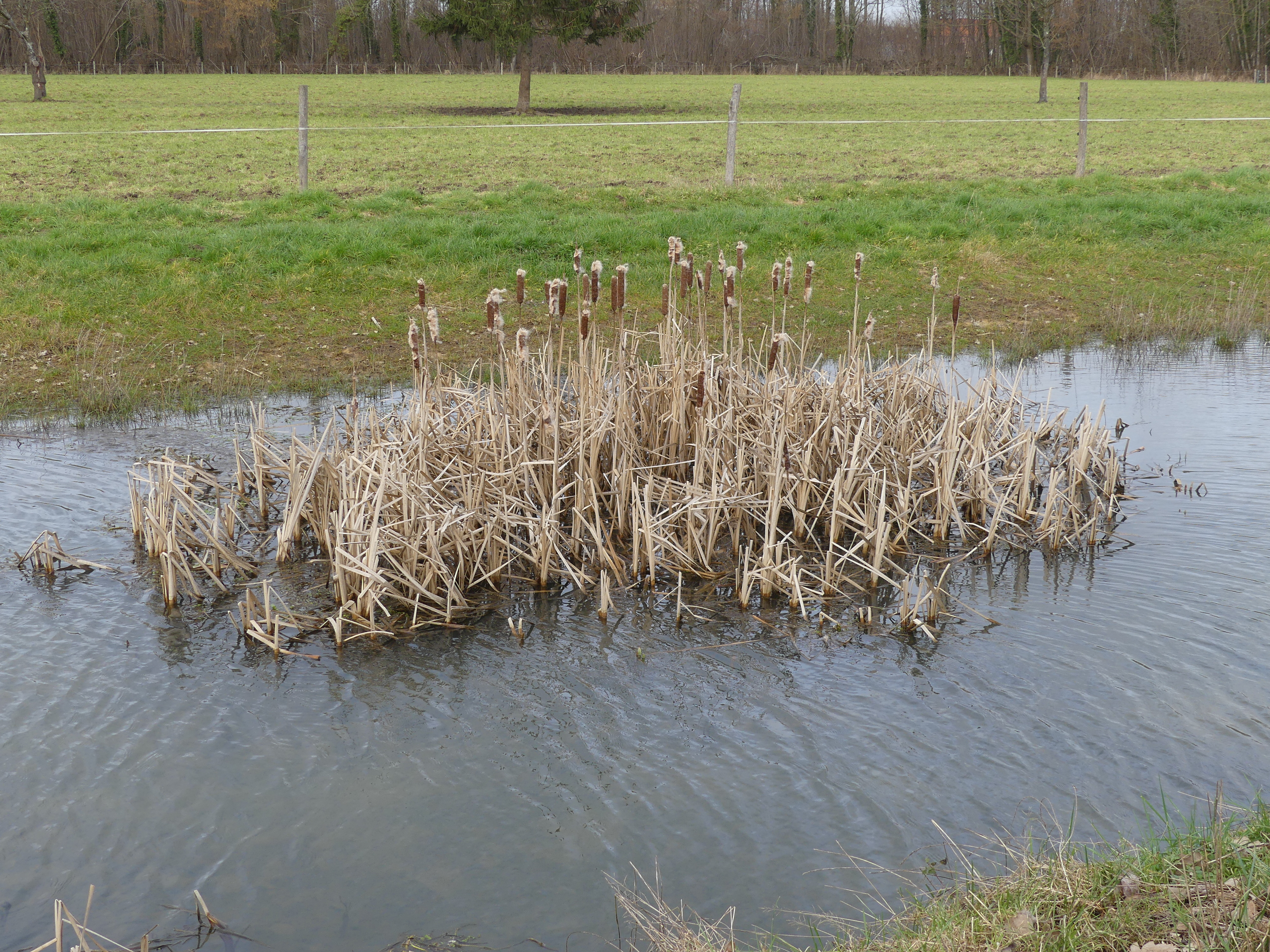 Riet in een watertje