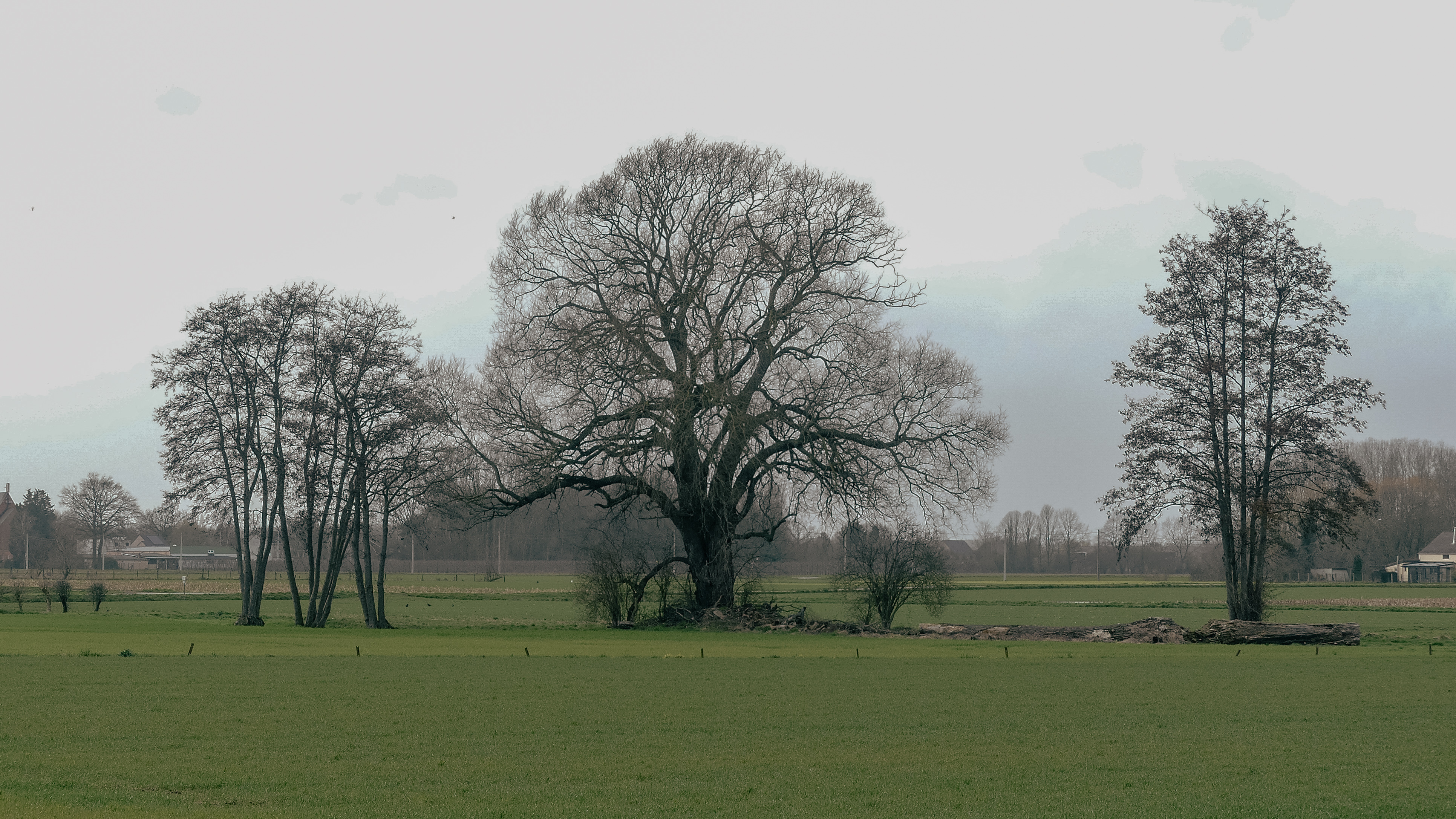 Drie eenzame bomen in een veld