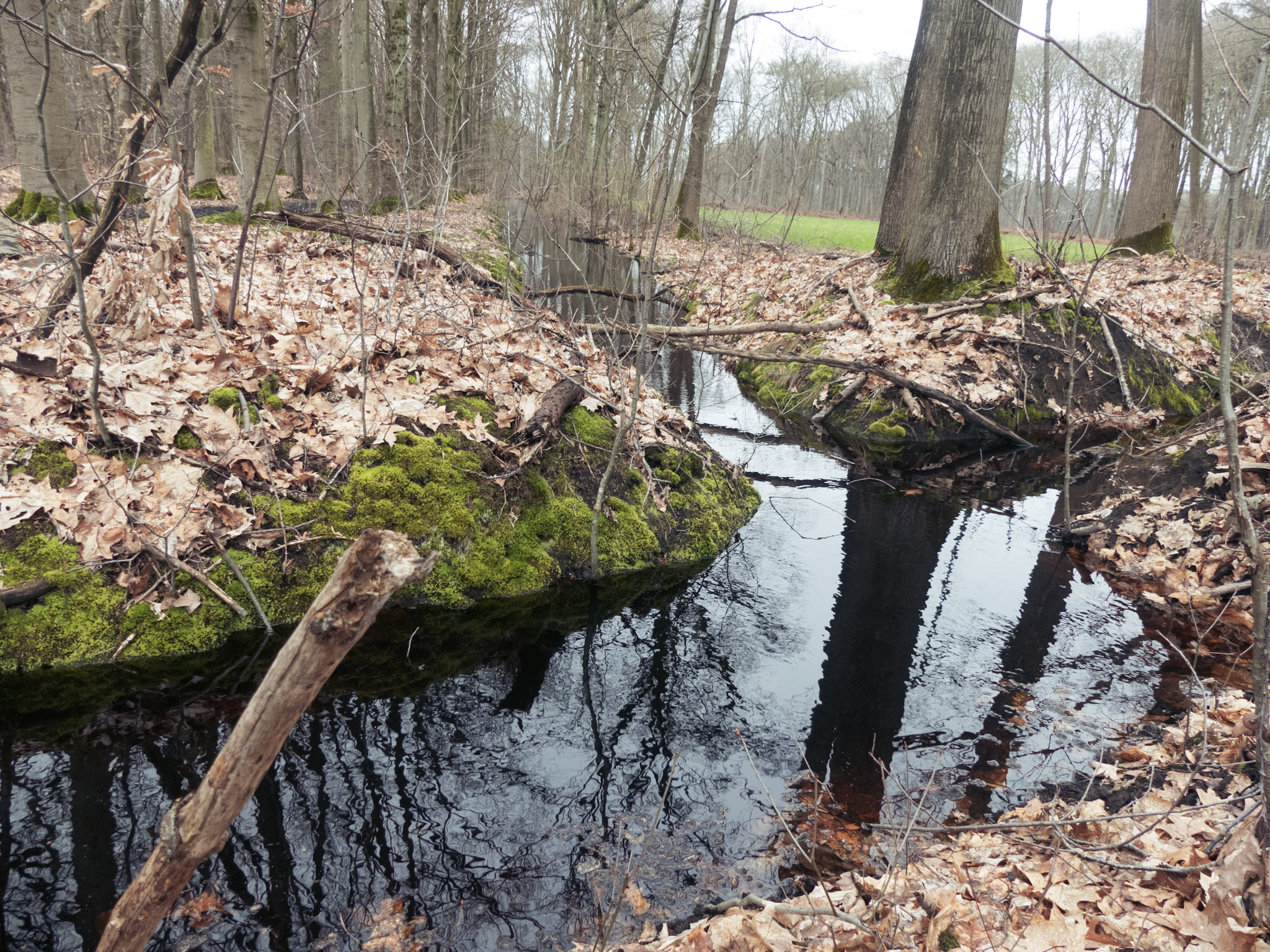 Beek in een bos