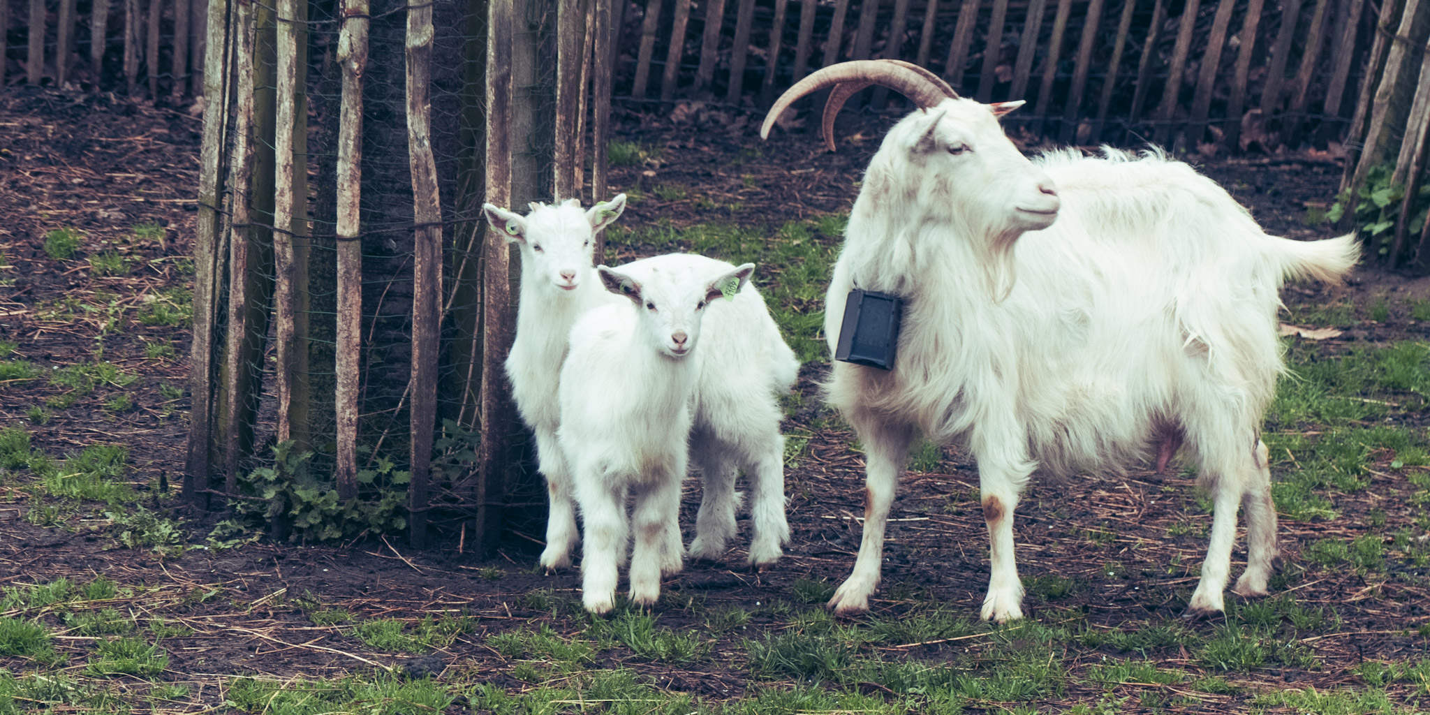 Papa/mama (?) Geit met twee kindjes.
Alledrie mooi wit