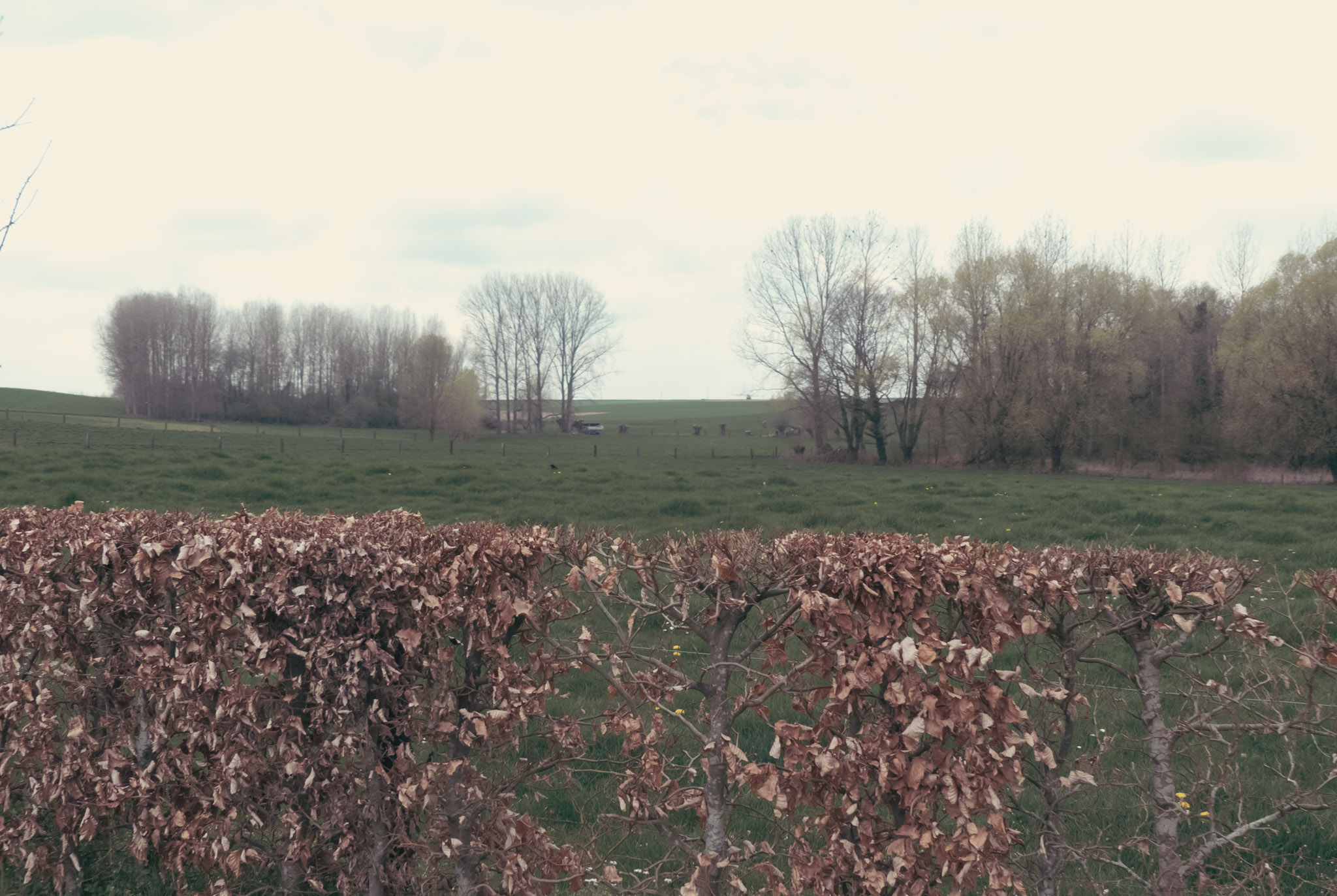 Landschap met haag en velden en bomen