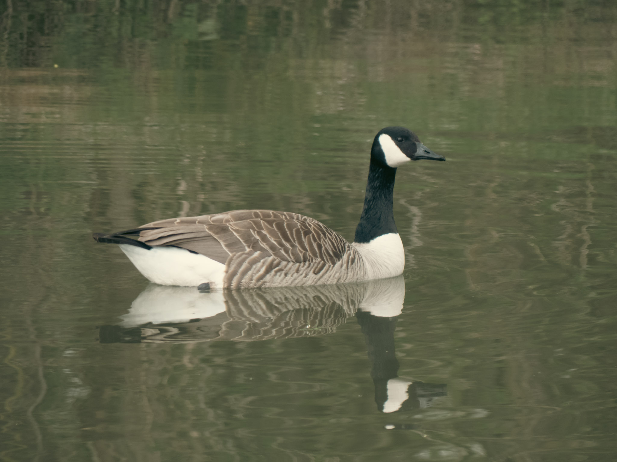 Vogel op het water