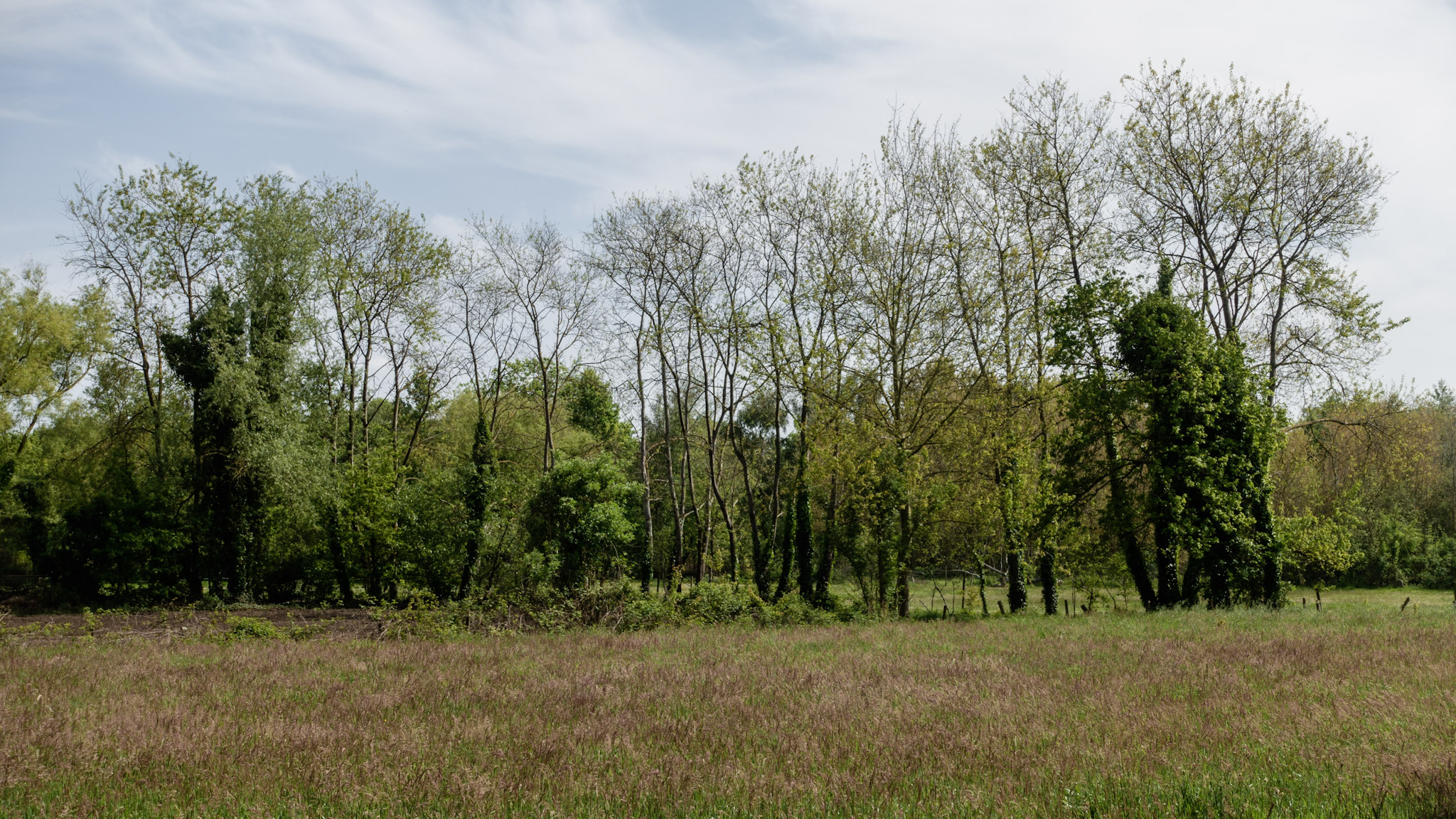 Bomen in het groen