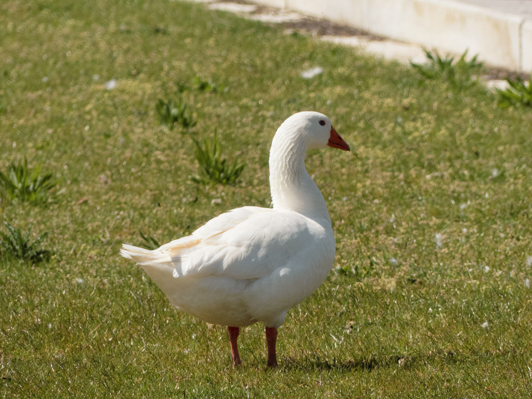 Een gans 