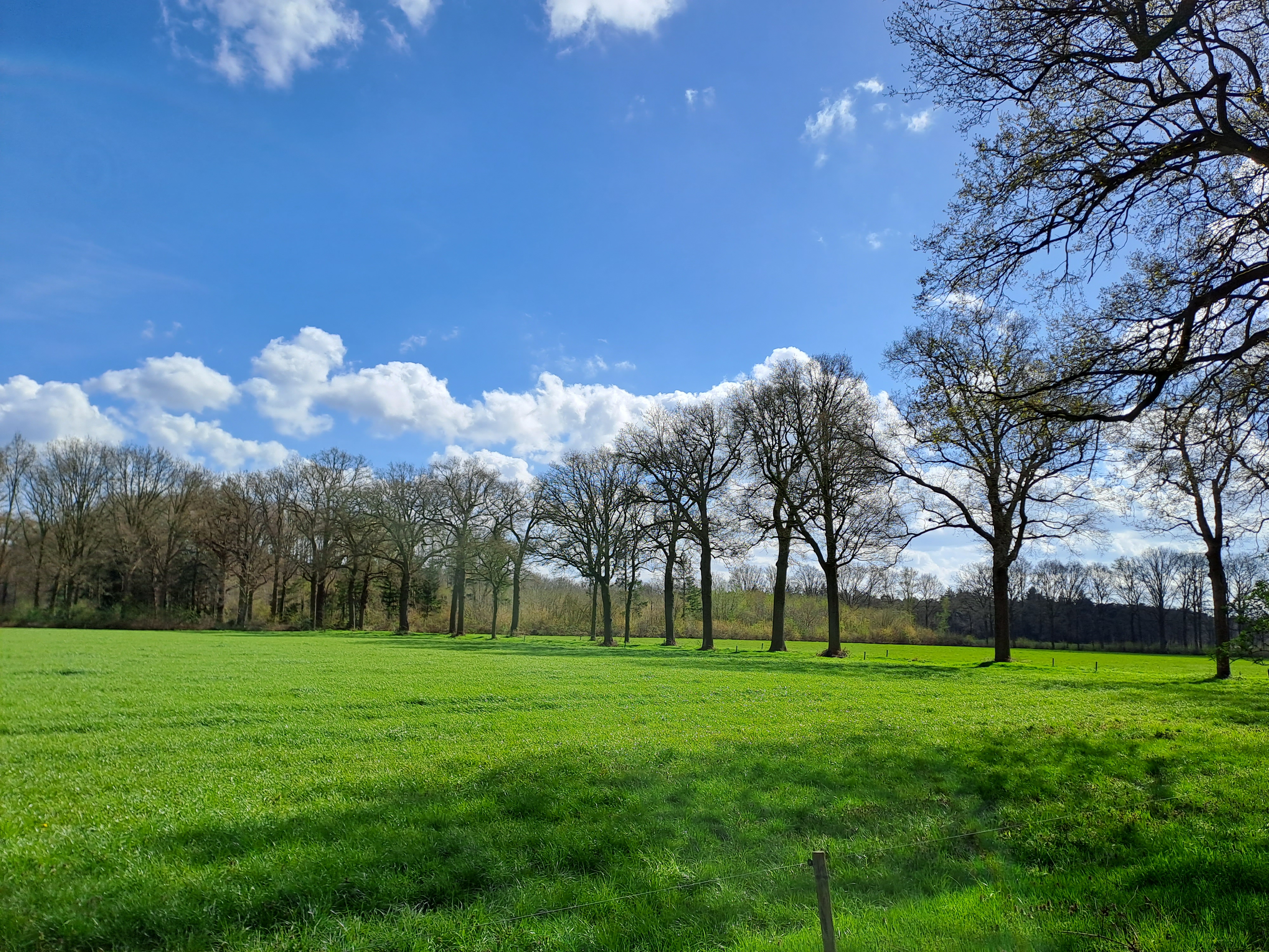 Weiland met bomenrij in de zon