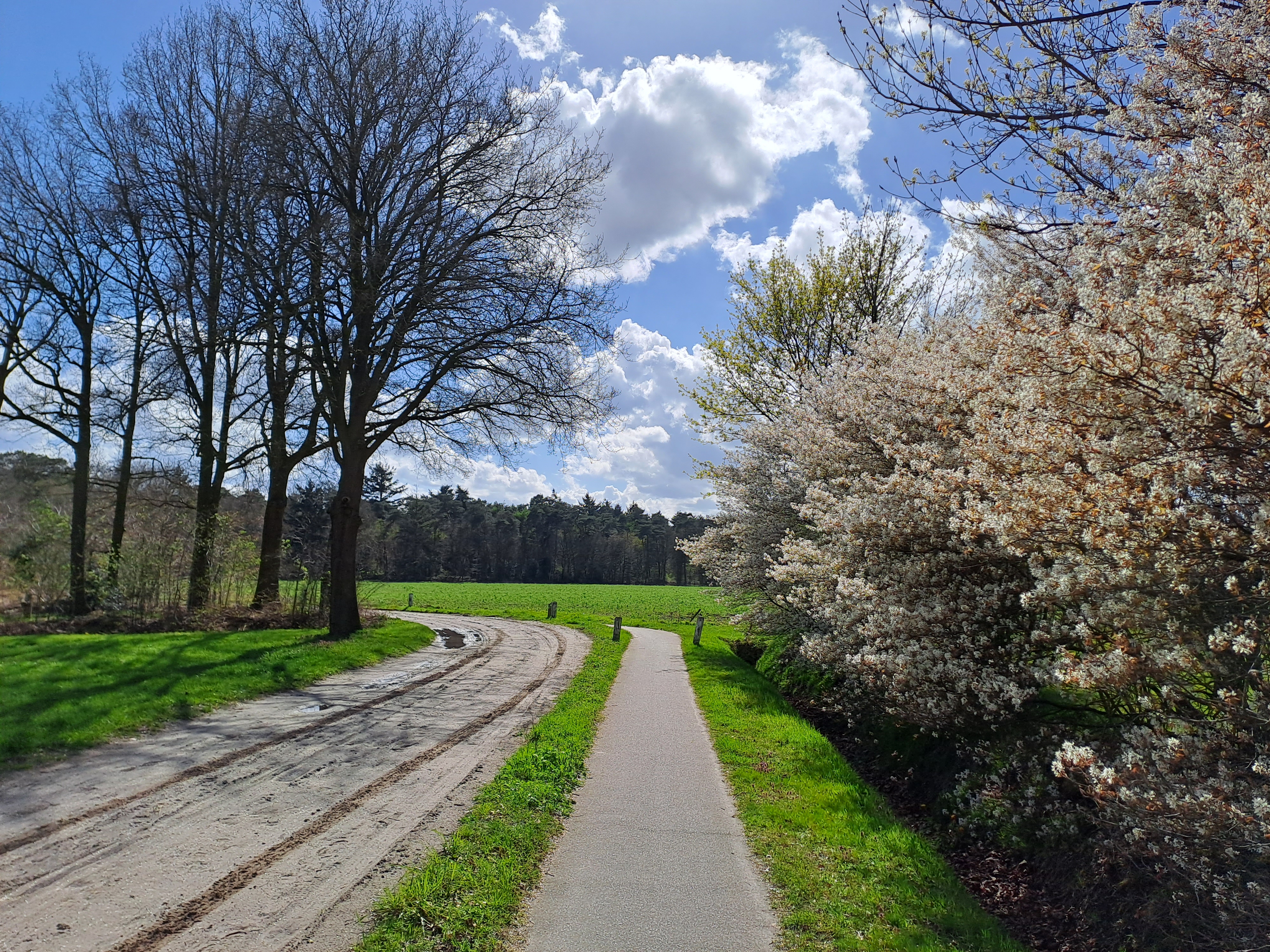 Weg en fietspad door het groen