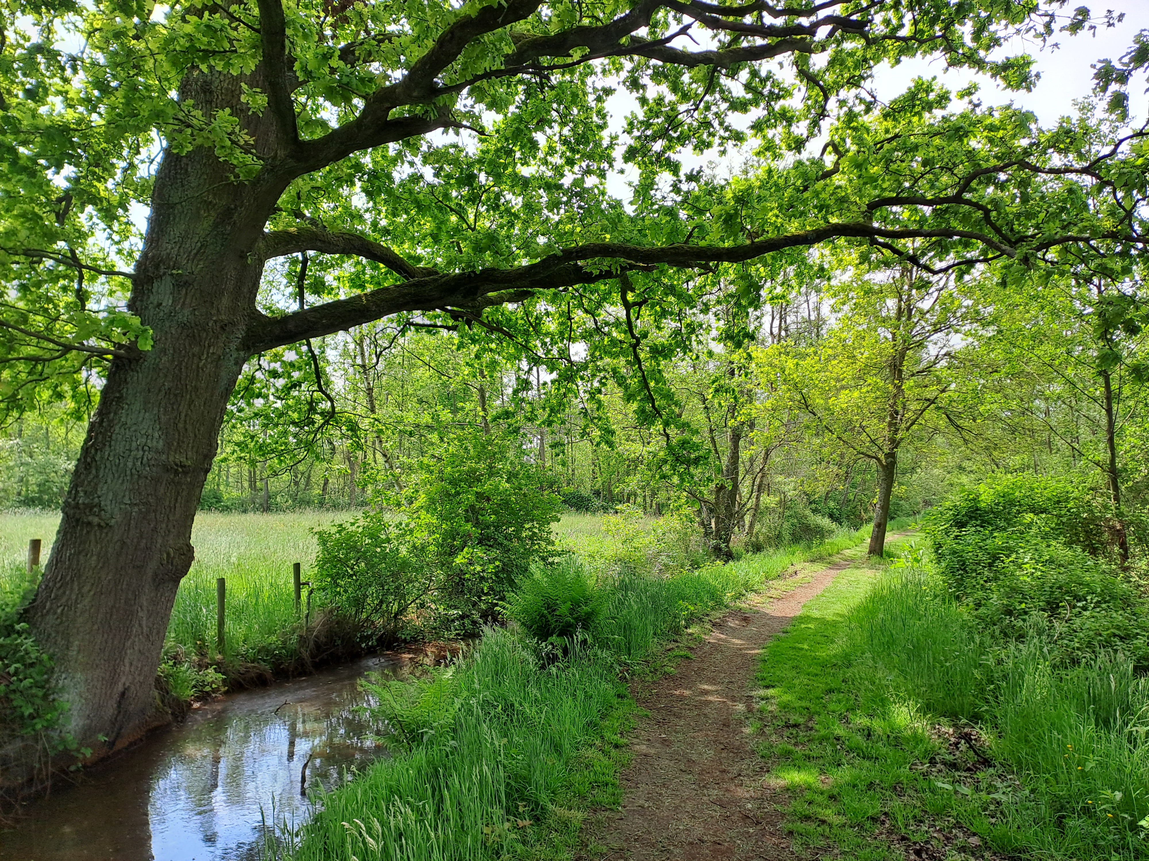 Boom, beek en landweg