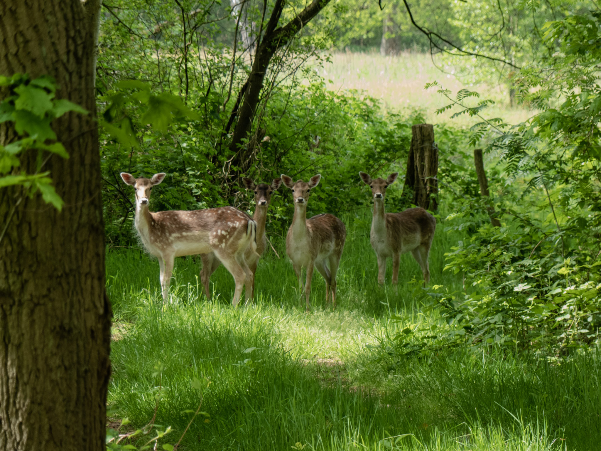 4 wilde reeën die verbaasd kijken hoe wij foto's vna hen nemen
