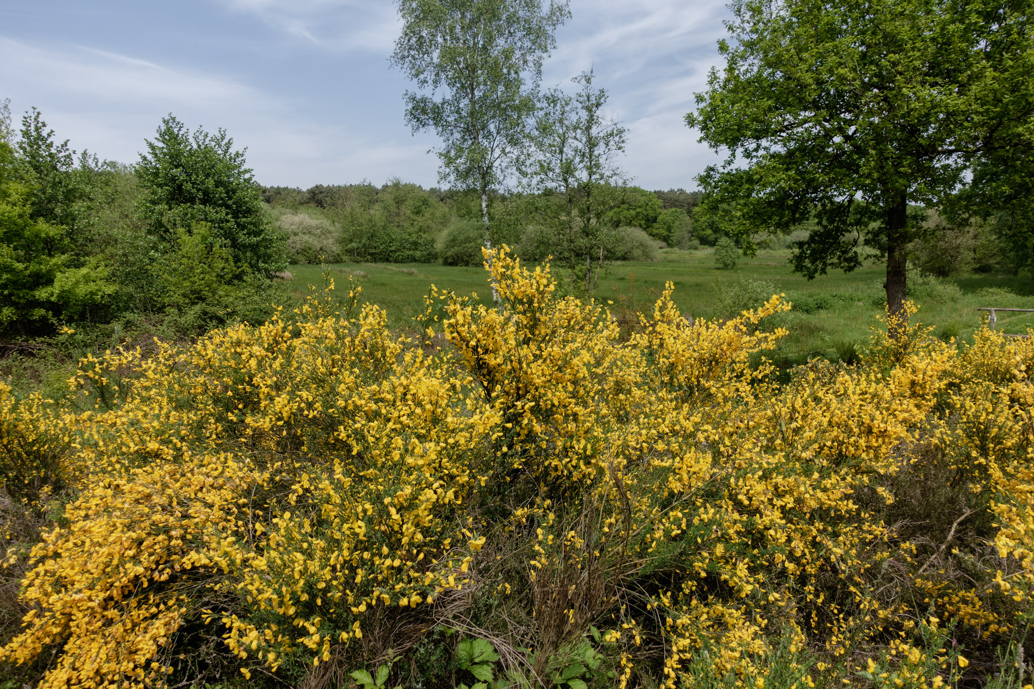 Gele planten met daarachter een uitzicht over groene velden