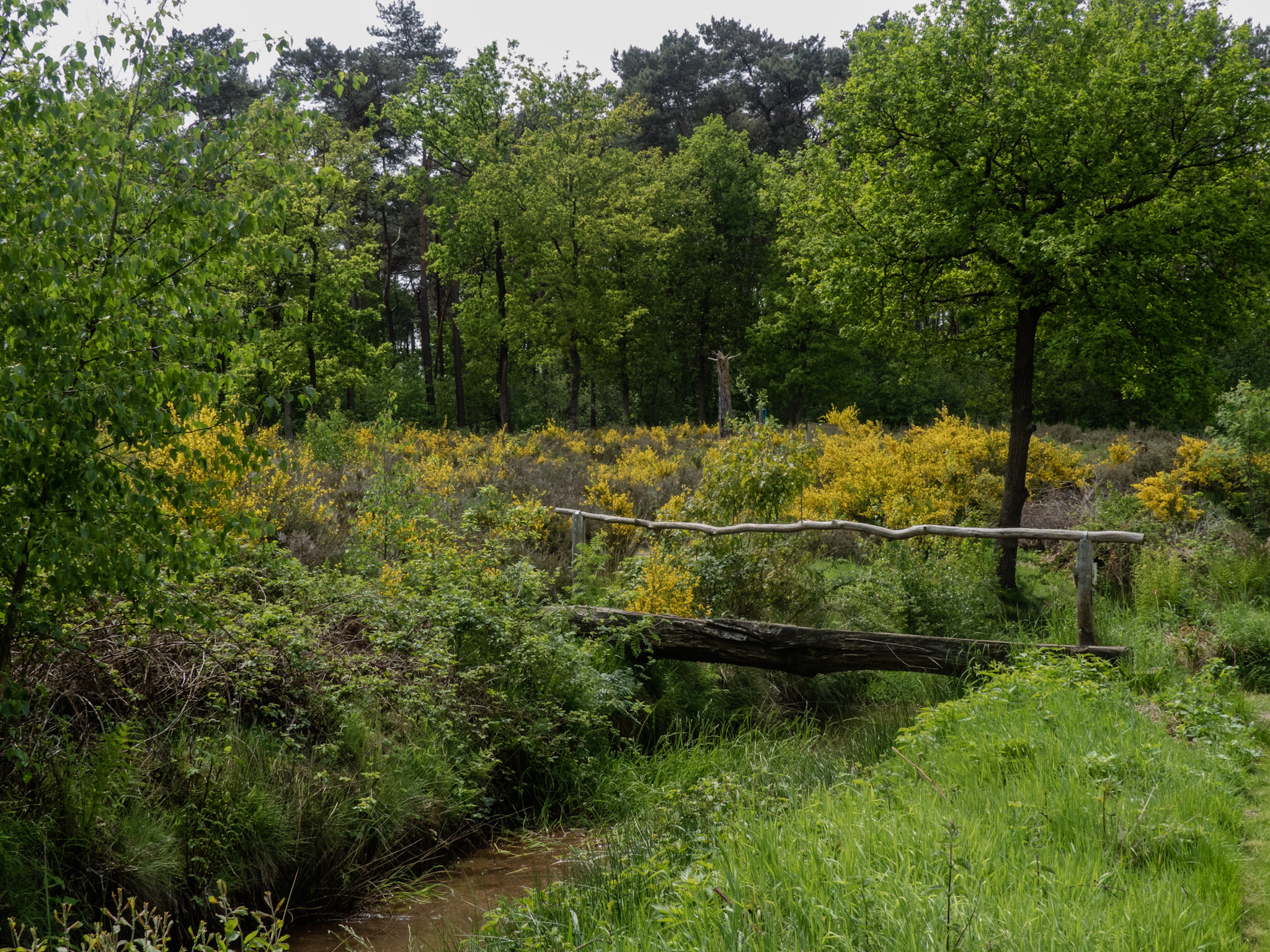 Brug over beek met gele heide erachter