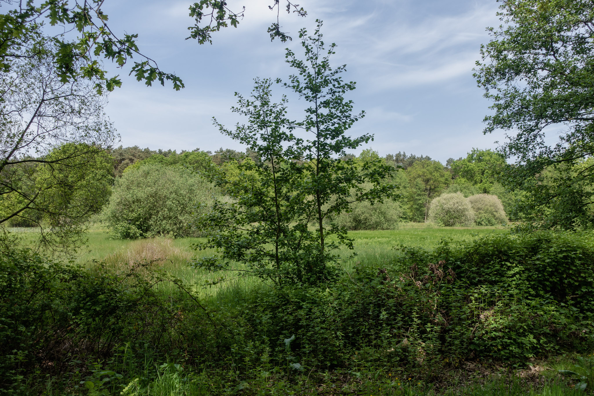 Bomen, groen, weiland