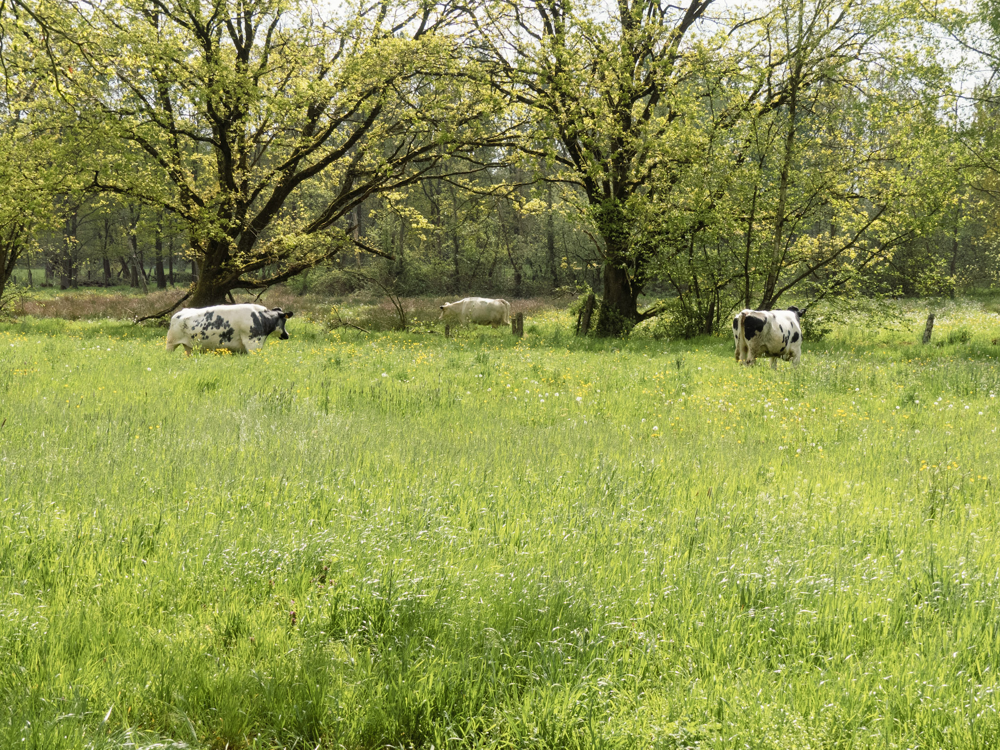 Koeien in een weiland