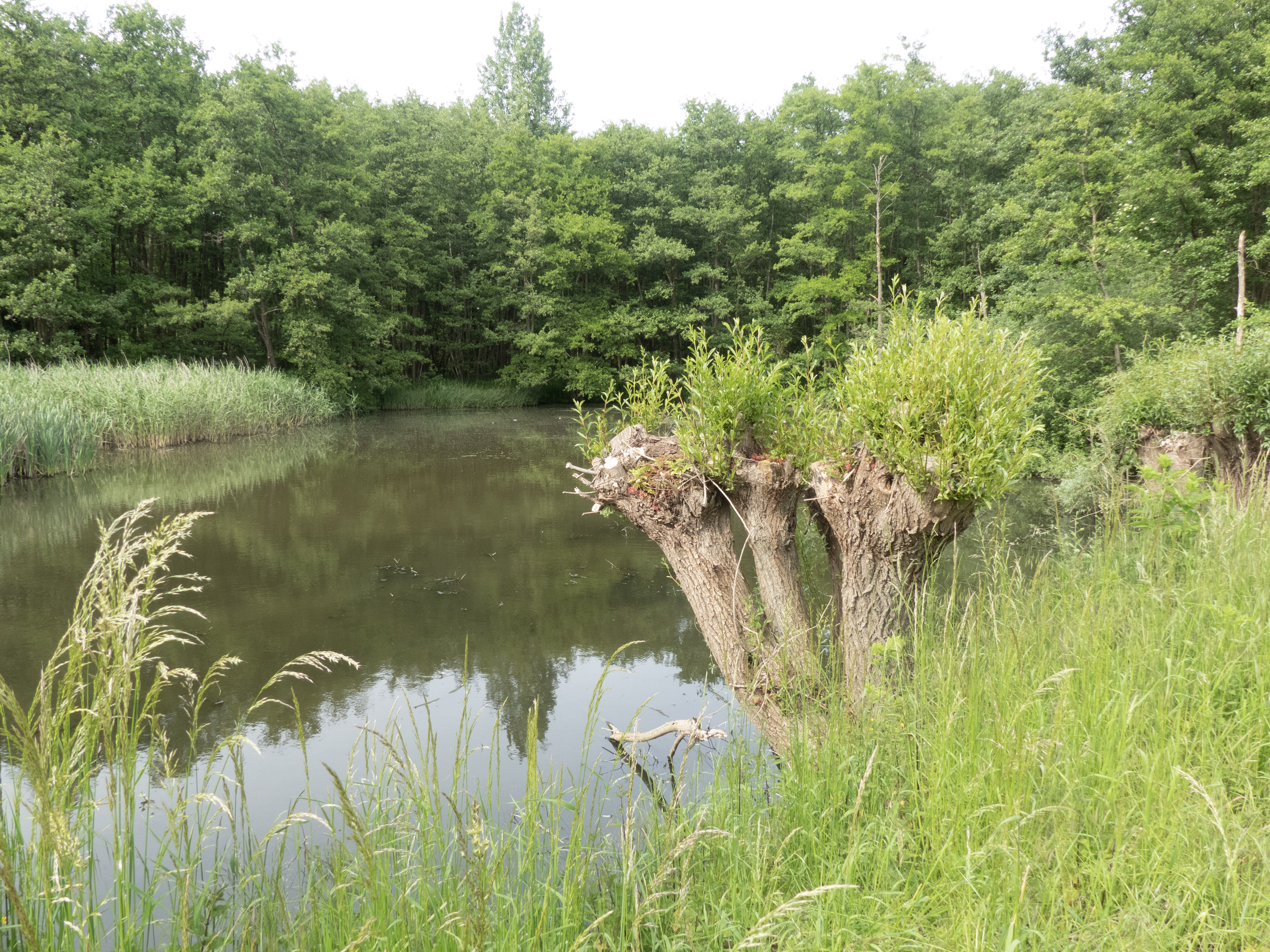 Enkele knotwilgen aan water