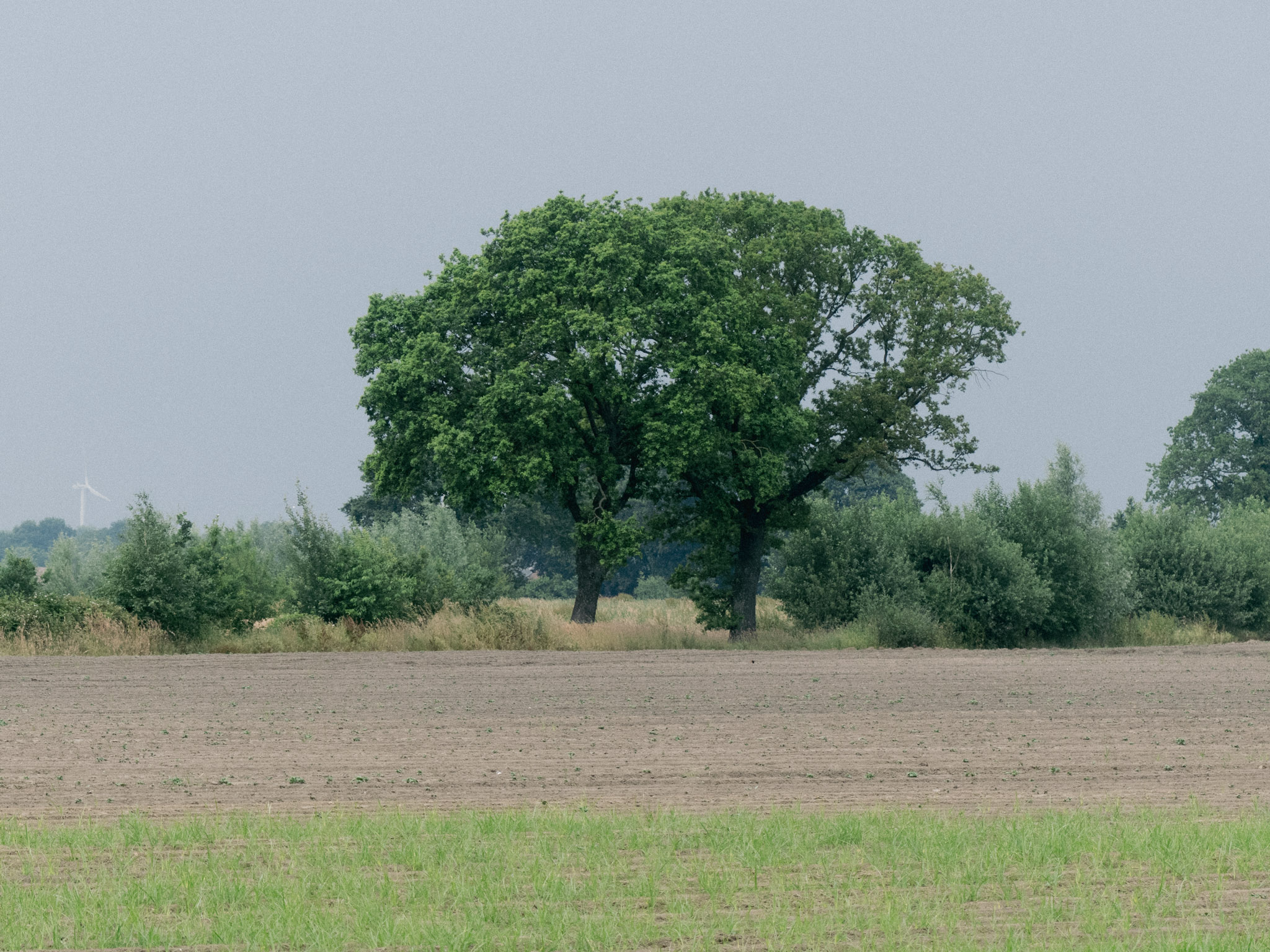 Boom met een aarden veld ervoor