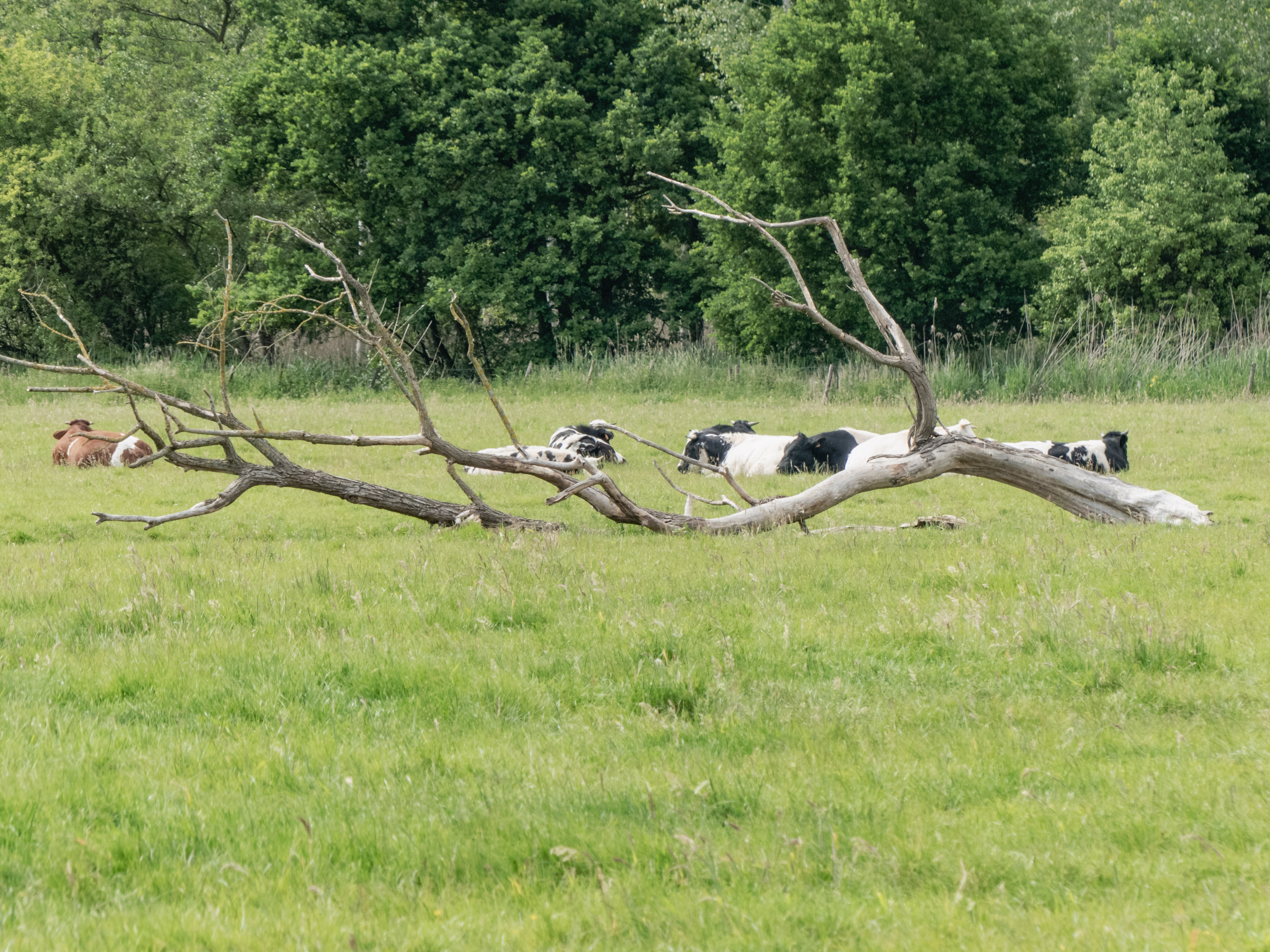 Koeien in een weiland achter een omgevallen dode boom