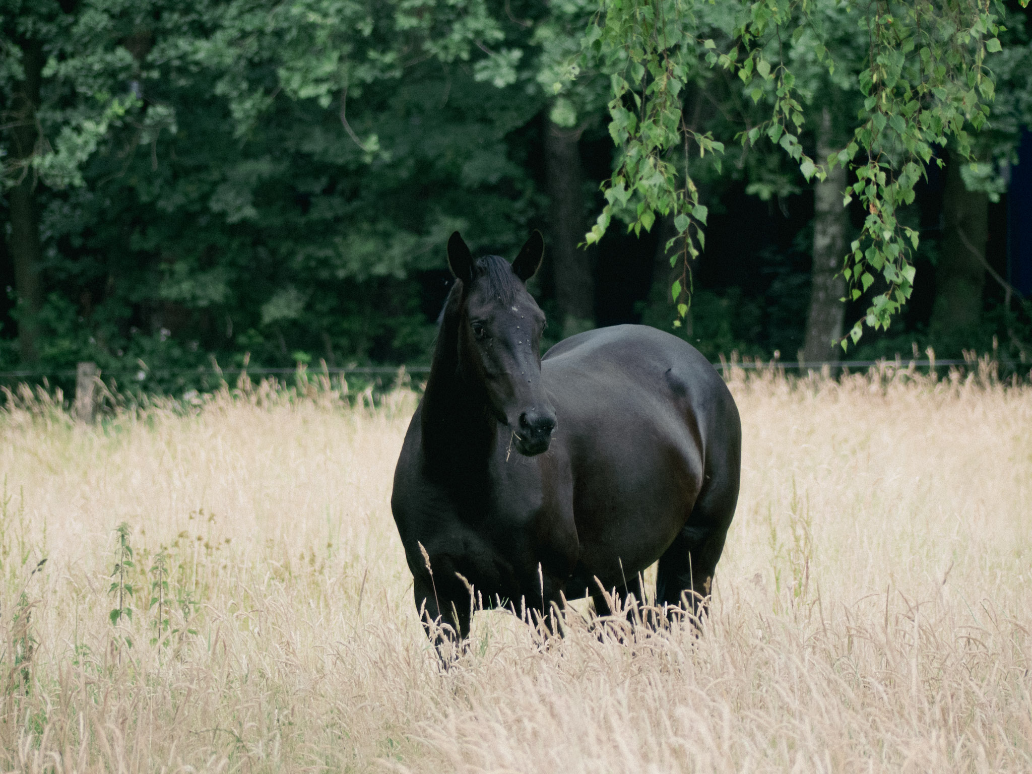Zwart paard in een wei van verdord hoog gras