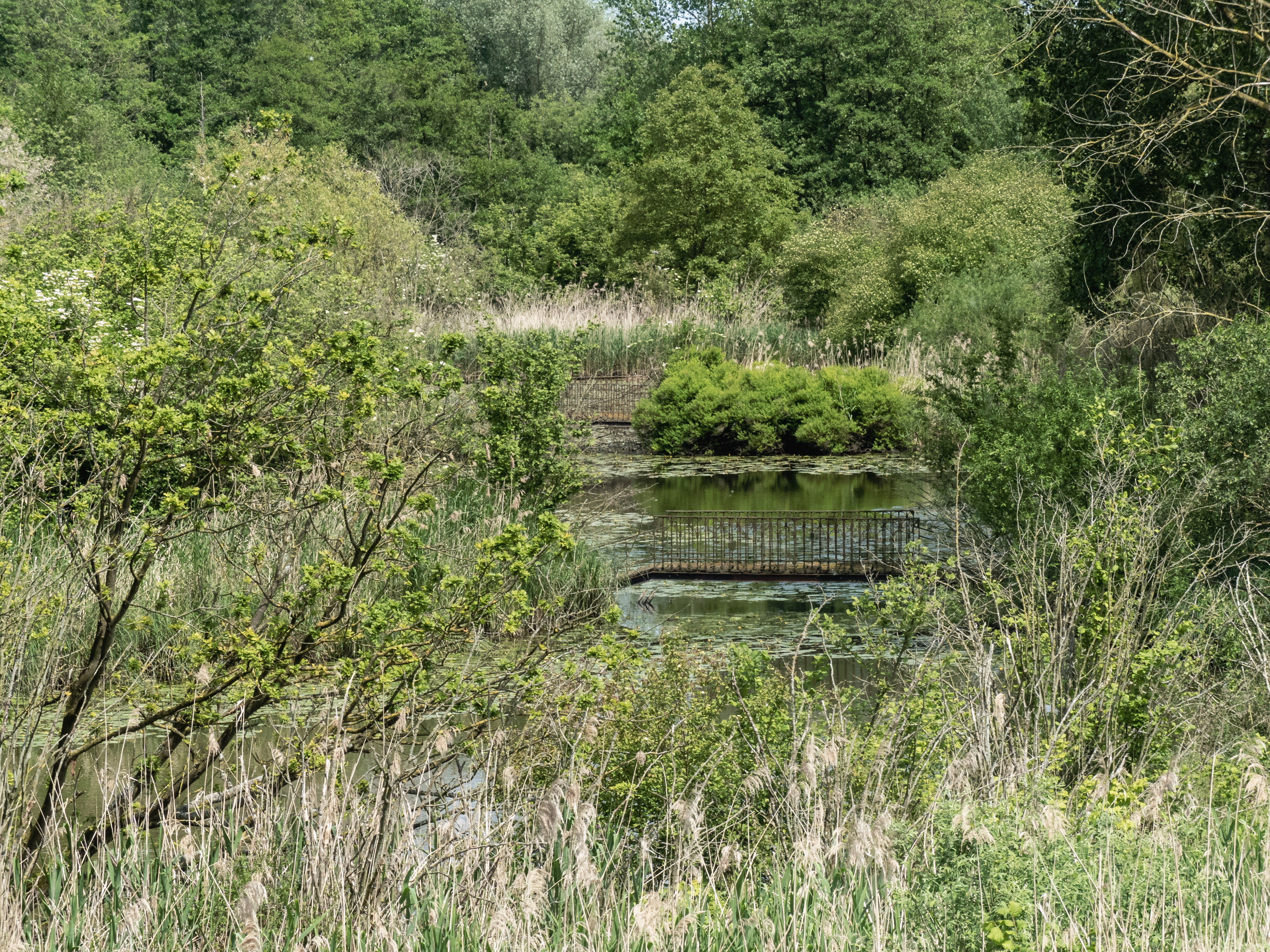Twee bruggetjes die over een stuk water met lelies gaan