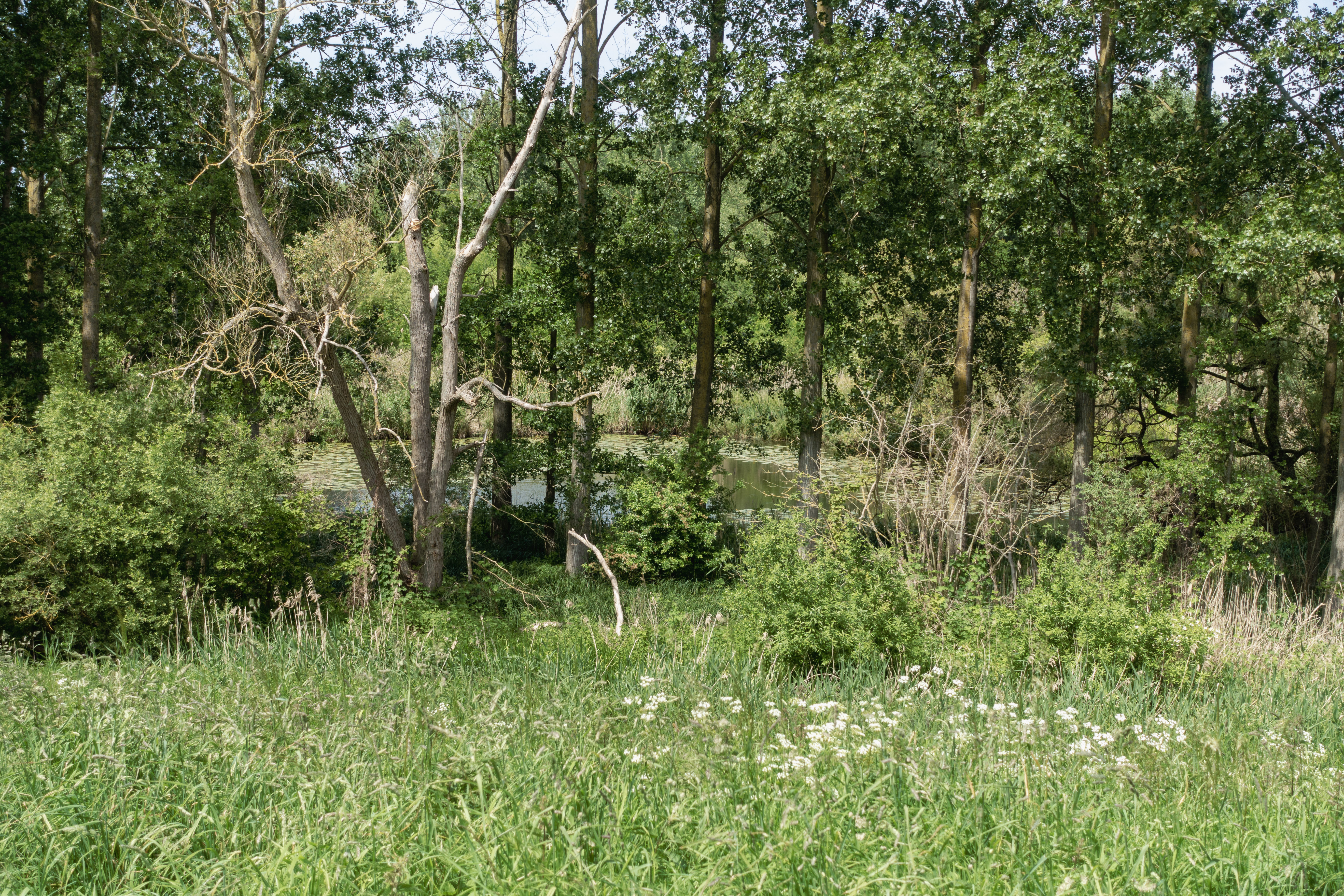 Bomen voor een vijvertje