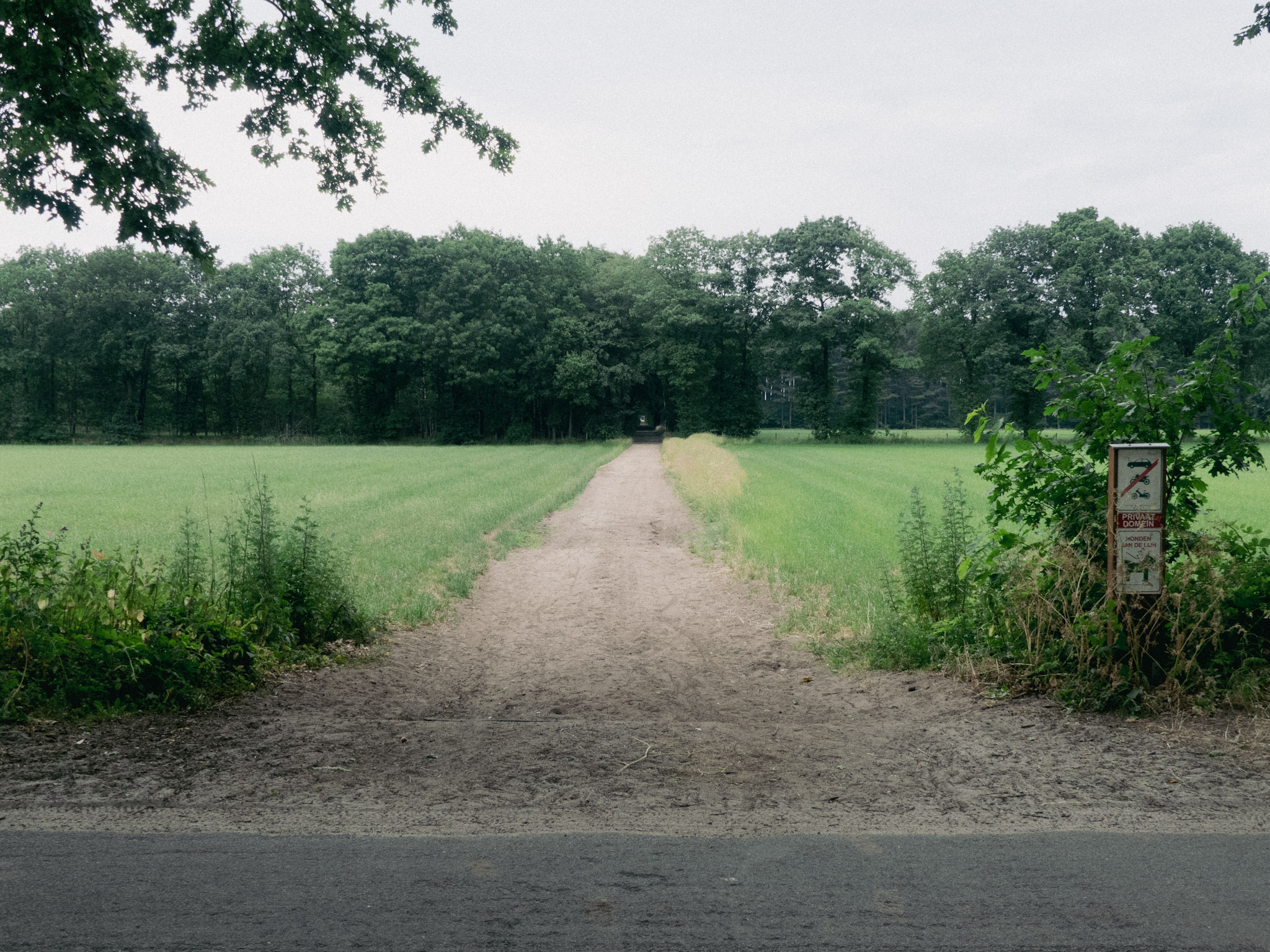 Zandweg naar vbomen door groene velden