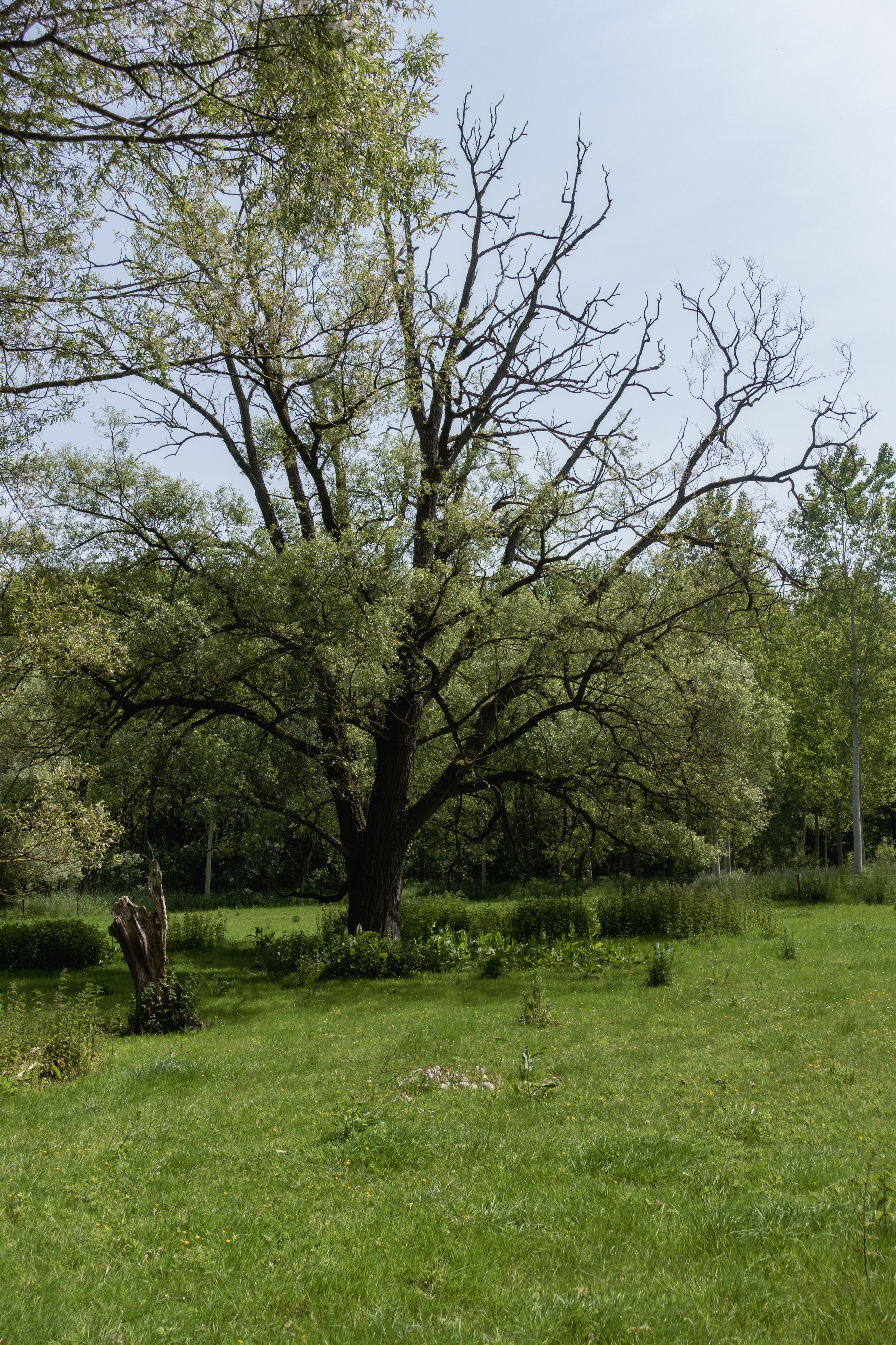 Een boom in een weiland