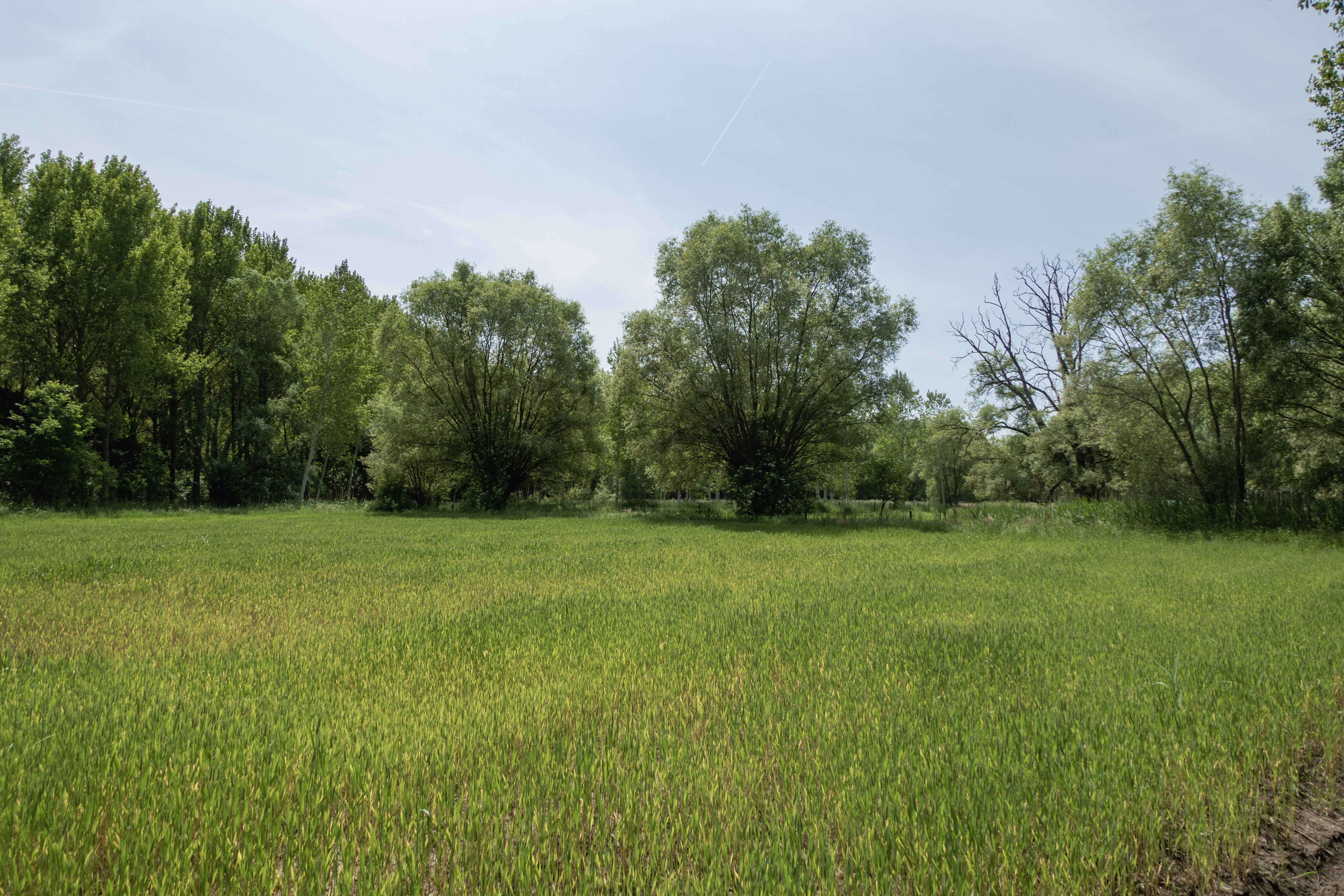 Bomen met daarvoor een gewas