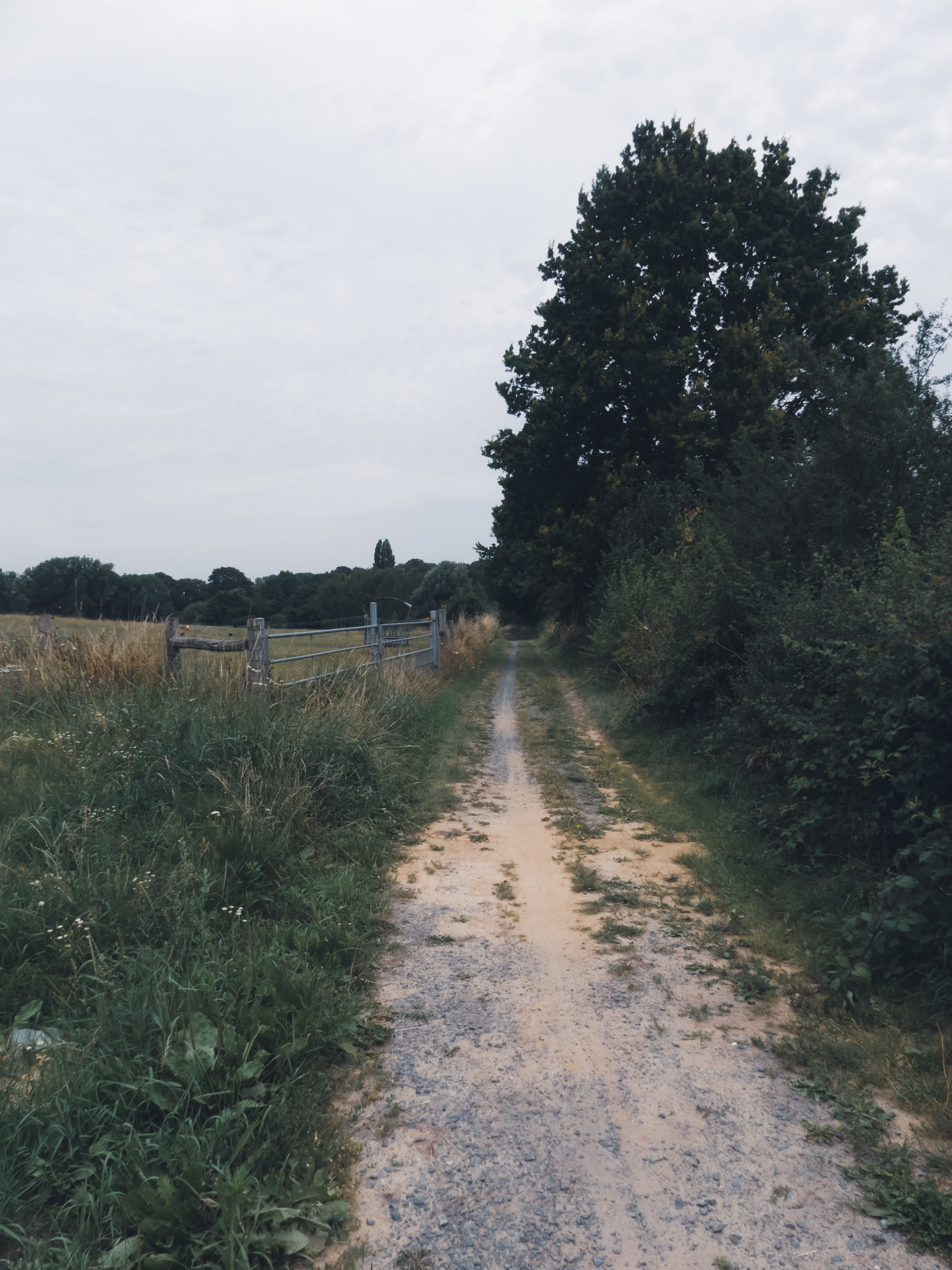 Een zandweg met links daarvan een weiland en rechts een haag van bomen en struiken