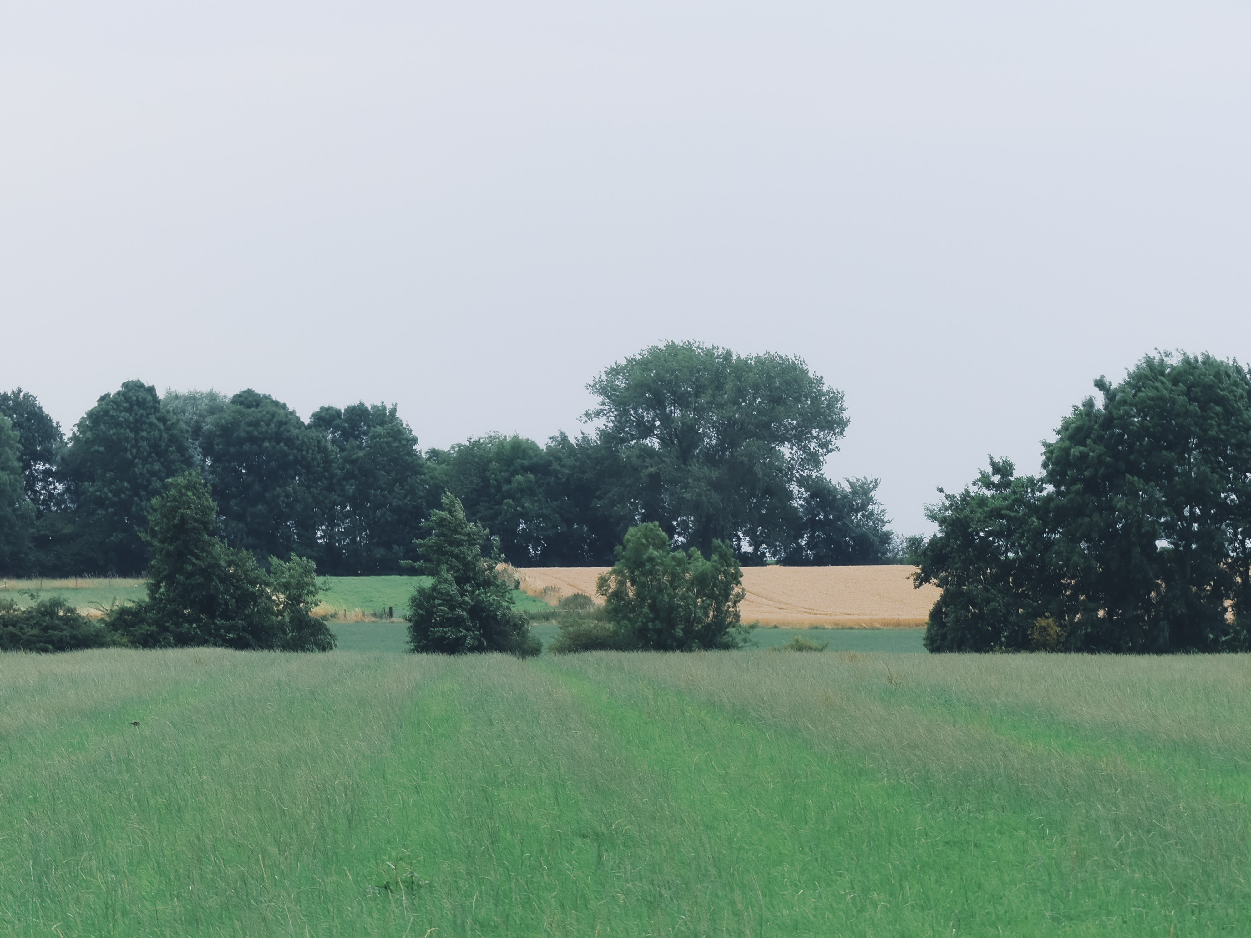 Een groen veld met bomen waarachter een oranjegeel veld te zien is
