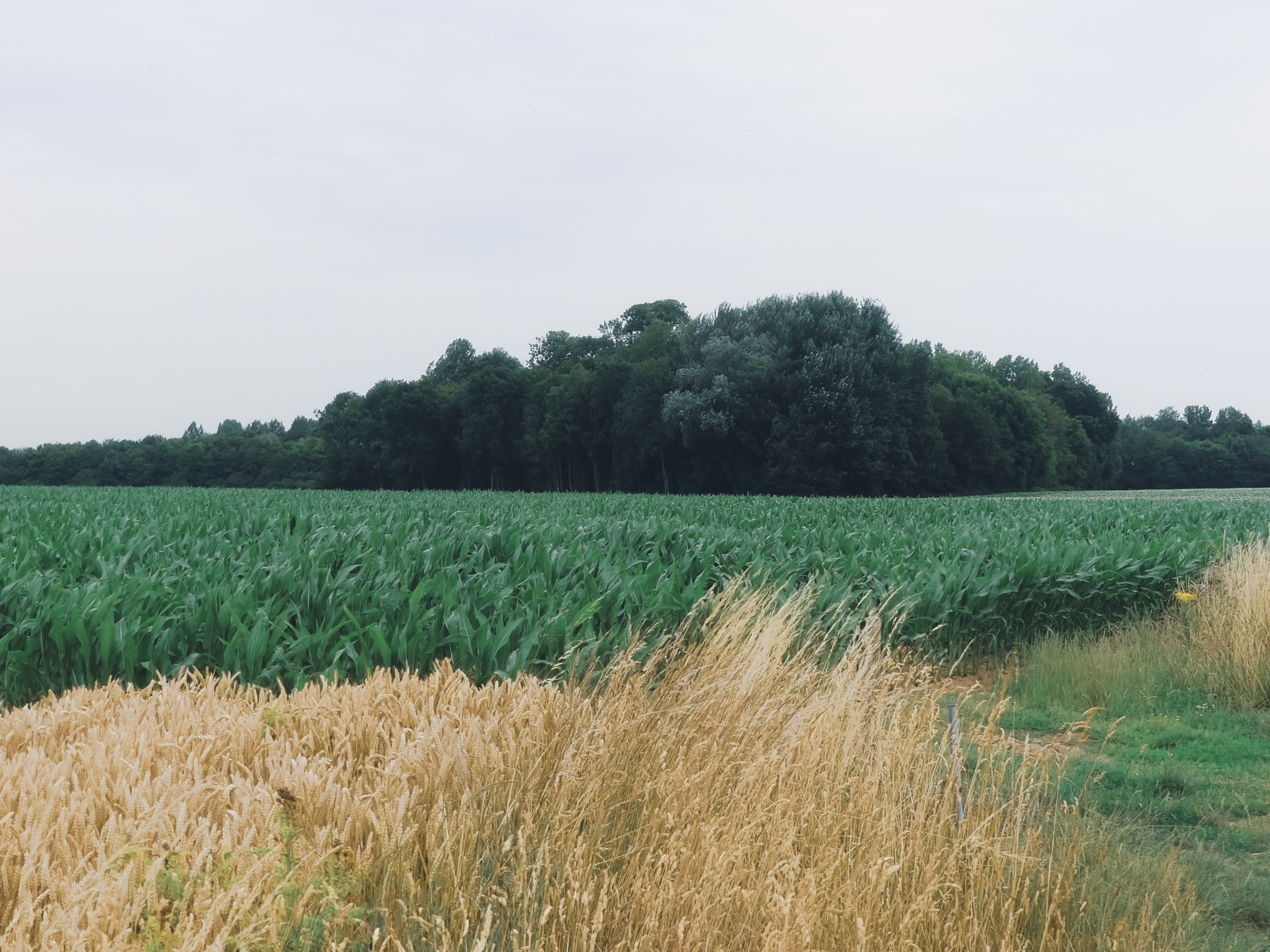 stro met daarachter een groen veld en daarachter een bosje