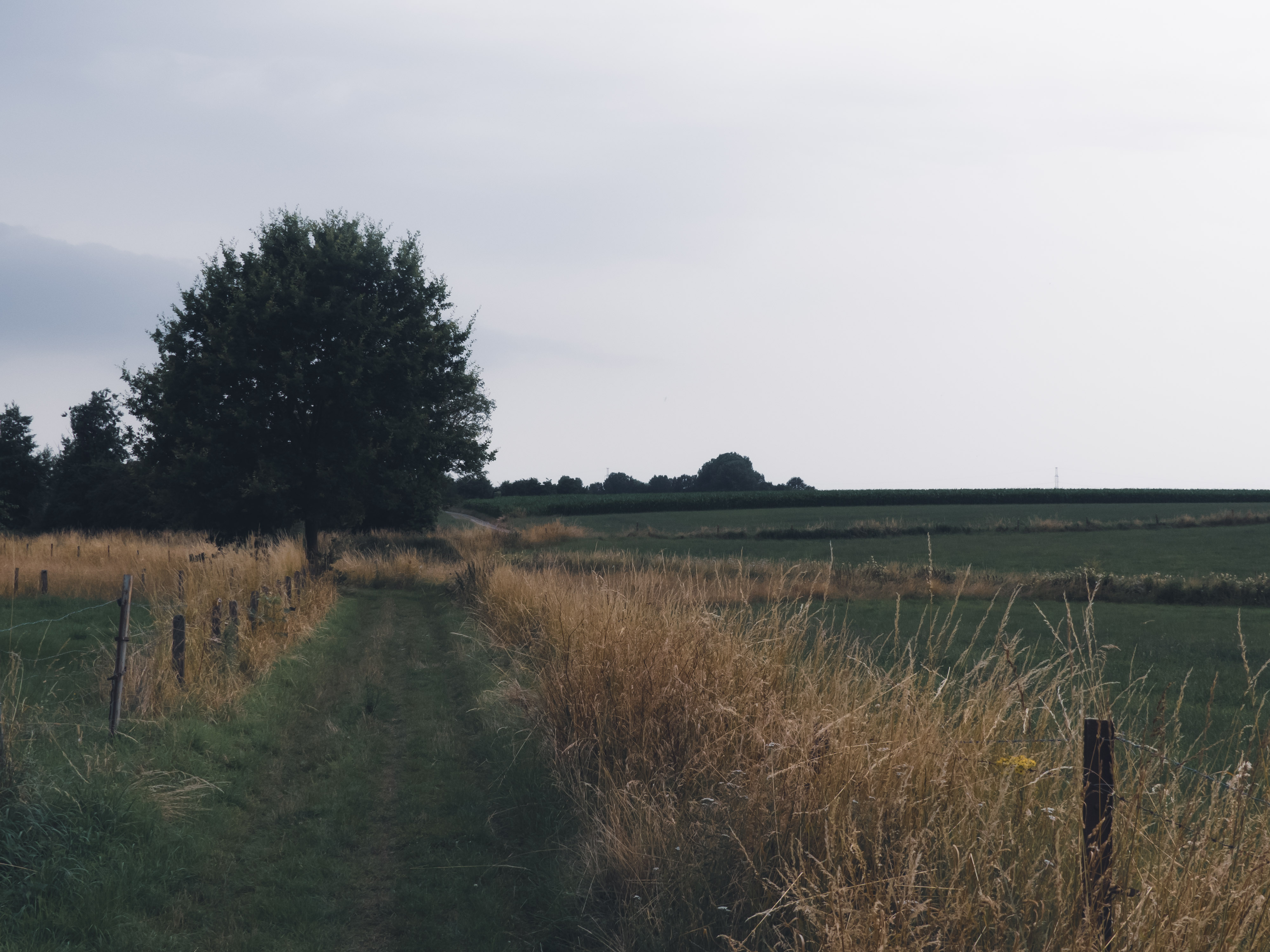 Een veldweg door weilanden met een boom op de achtergrond