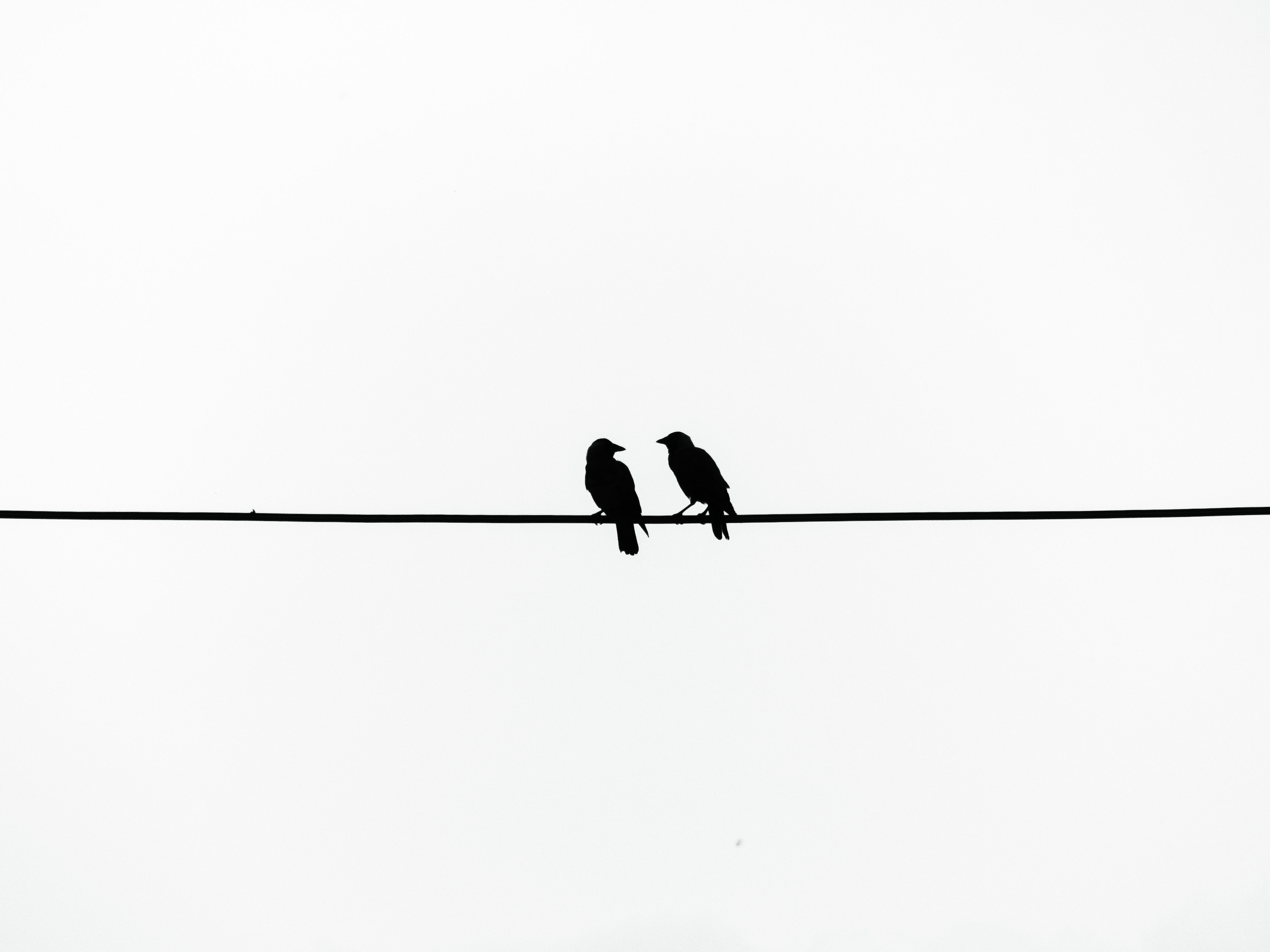 Twee vogels op een elektriciteitsraad