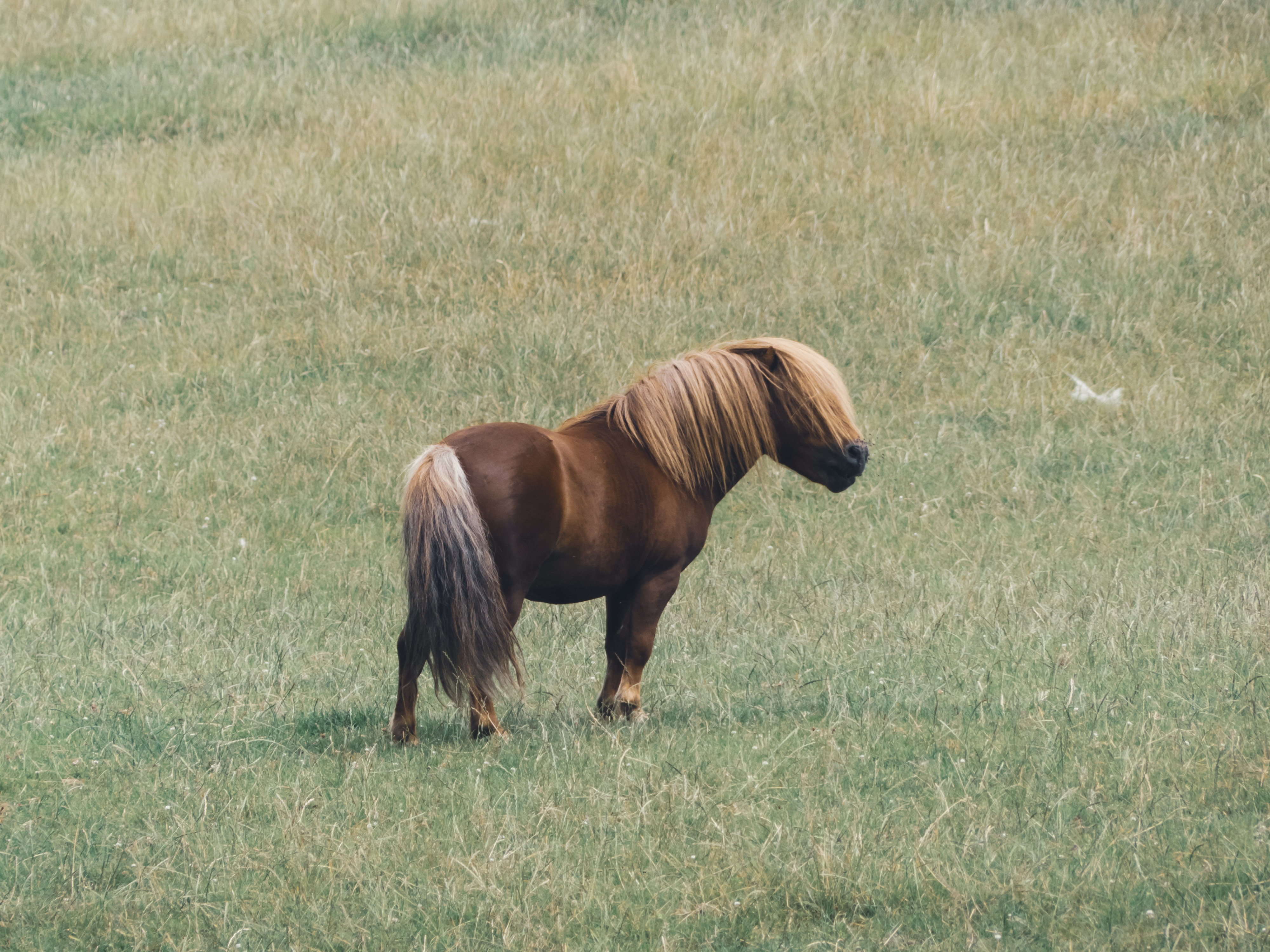 Een pony met lange manen in een weiland