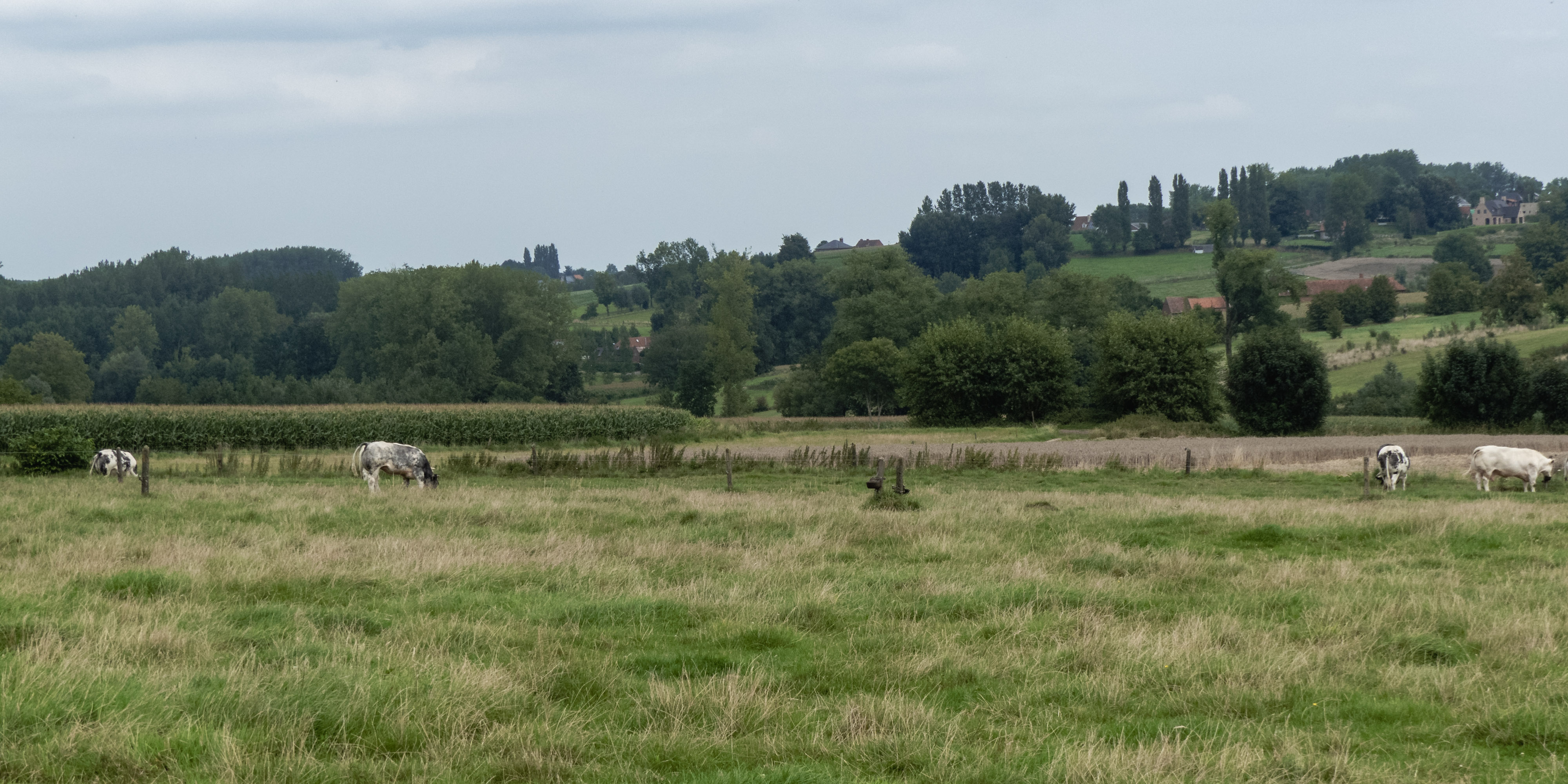 Velden en heuvels en koeien