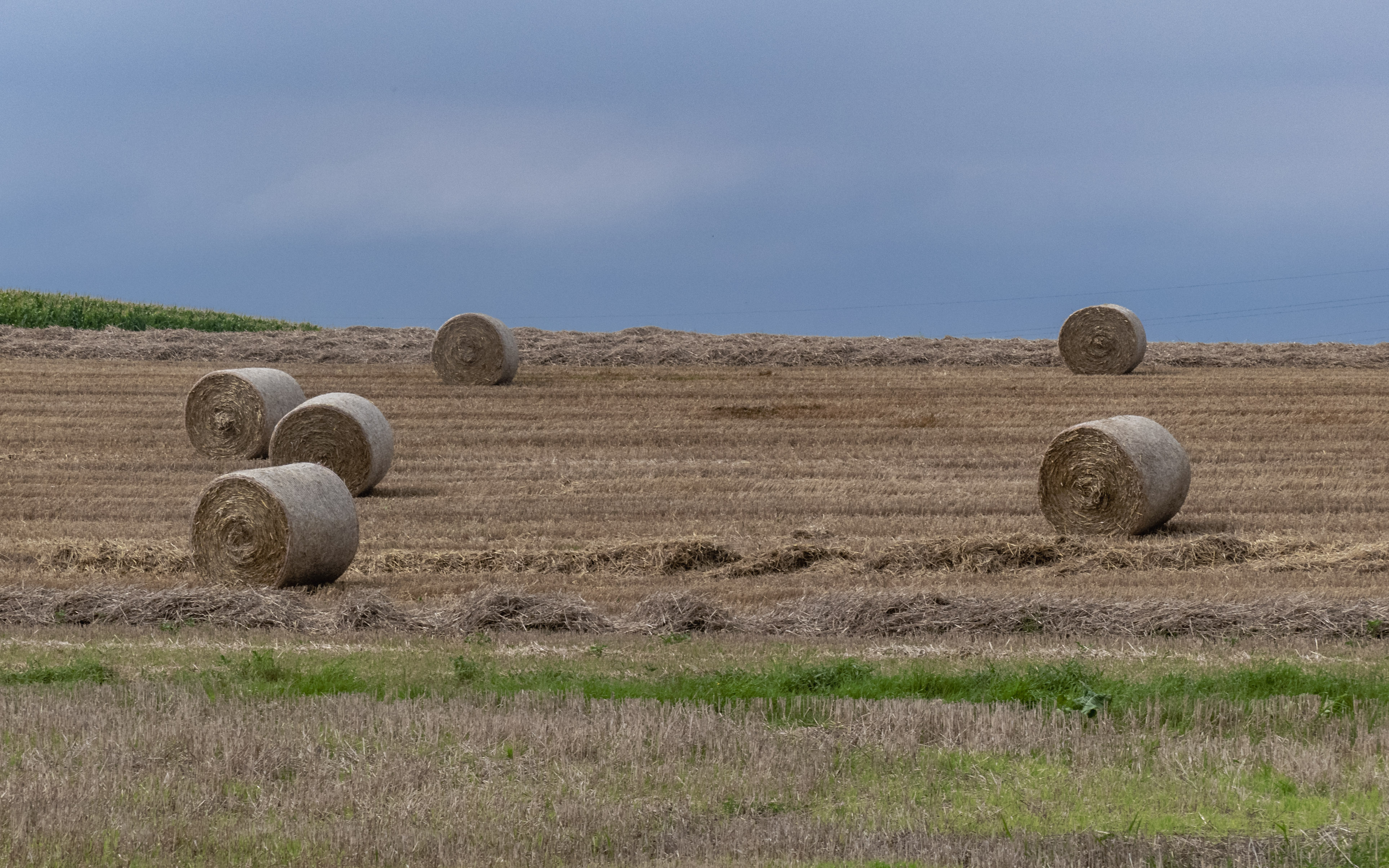 Hooibalen in een veld