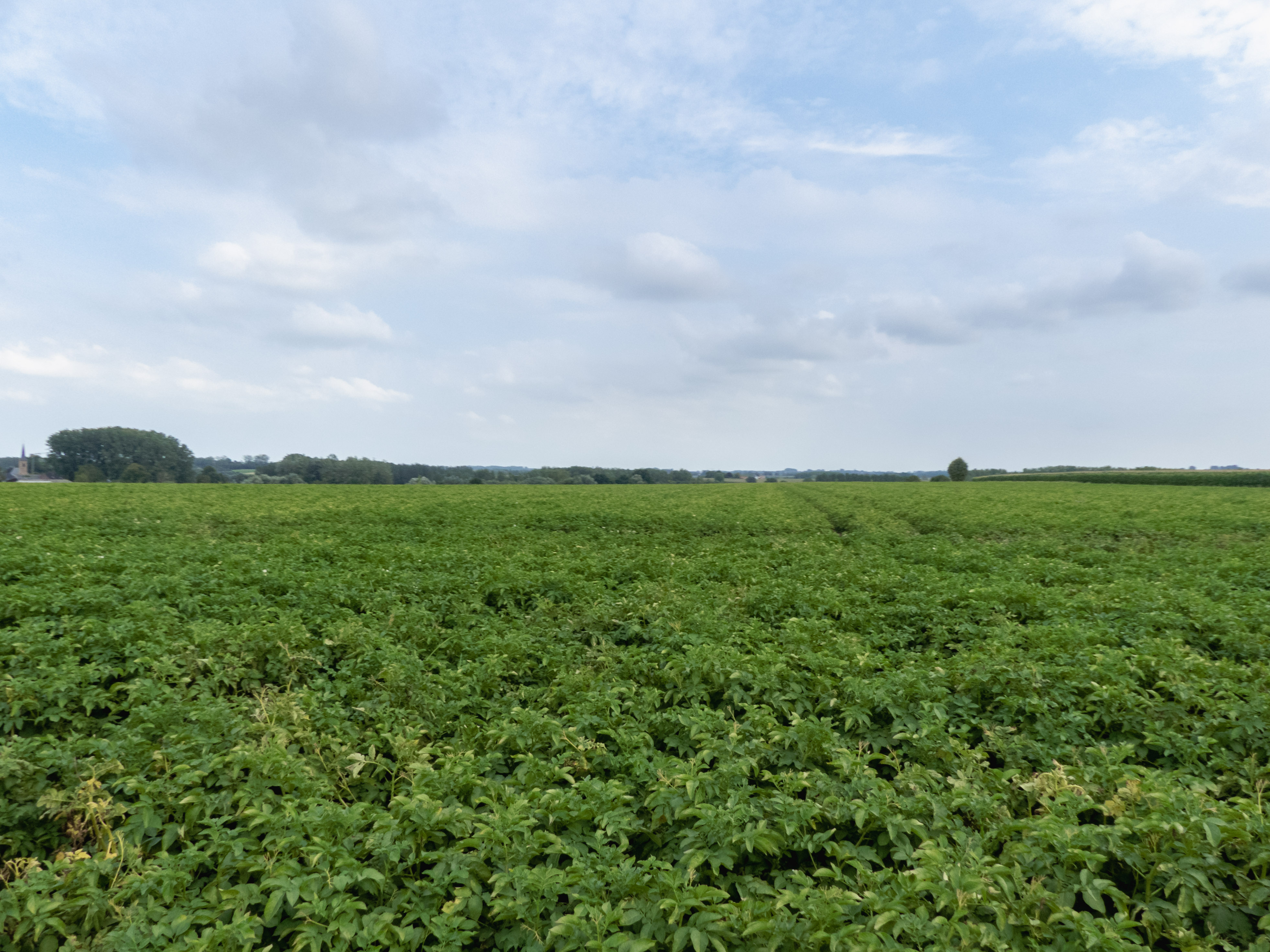 een groen veld