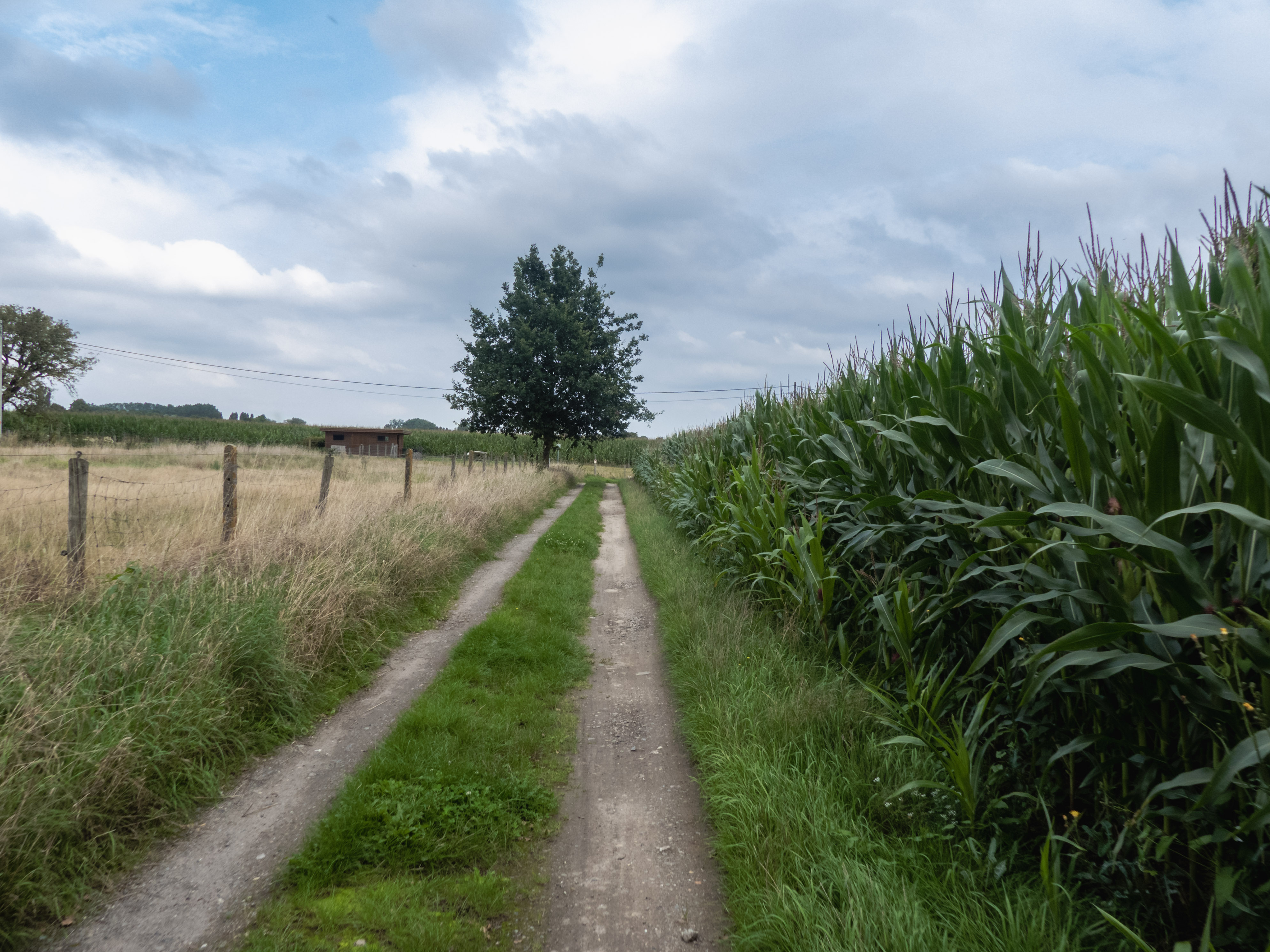 Een aardeweg langs een maisveld