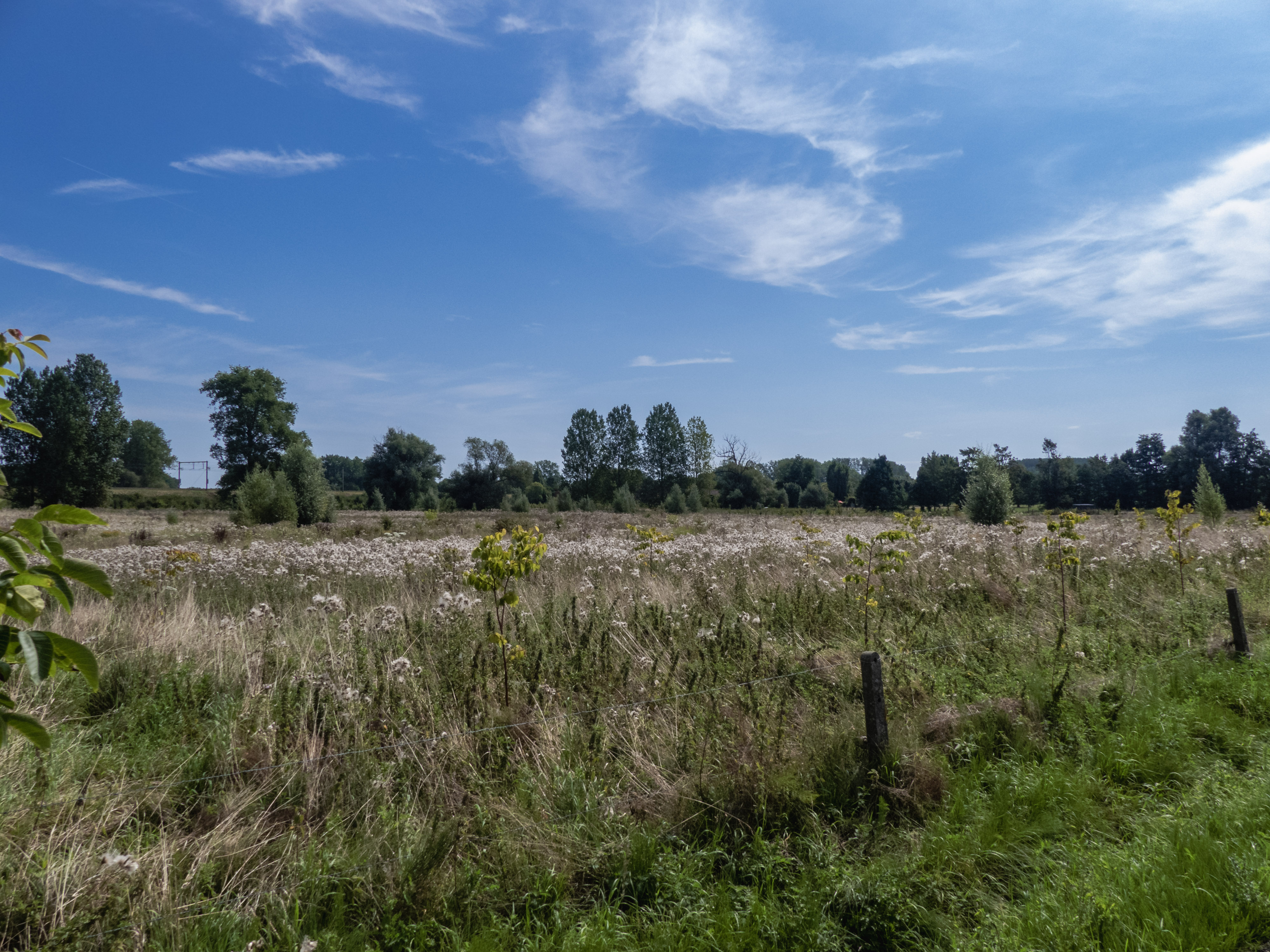 Een verwilderd veld, met veldbloemen