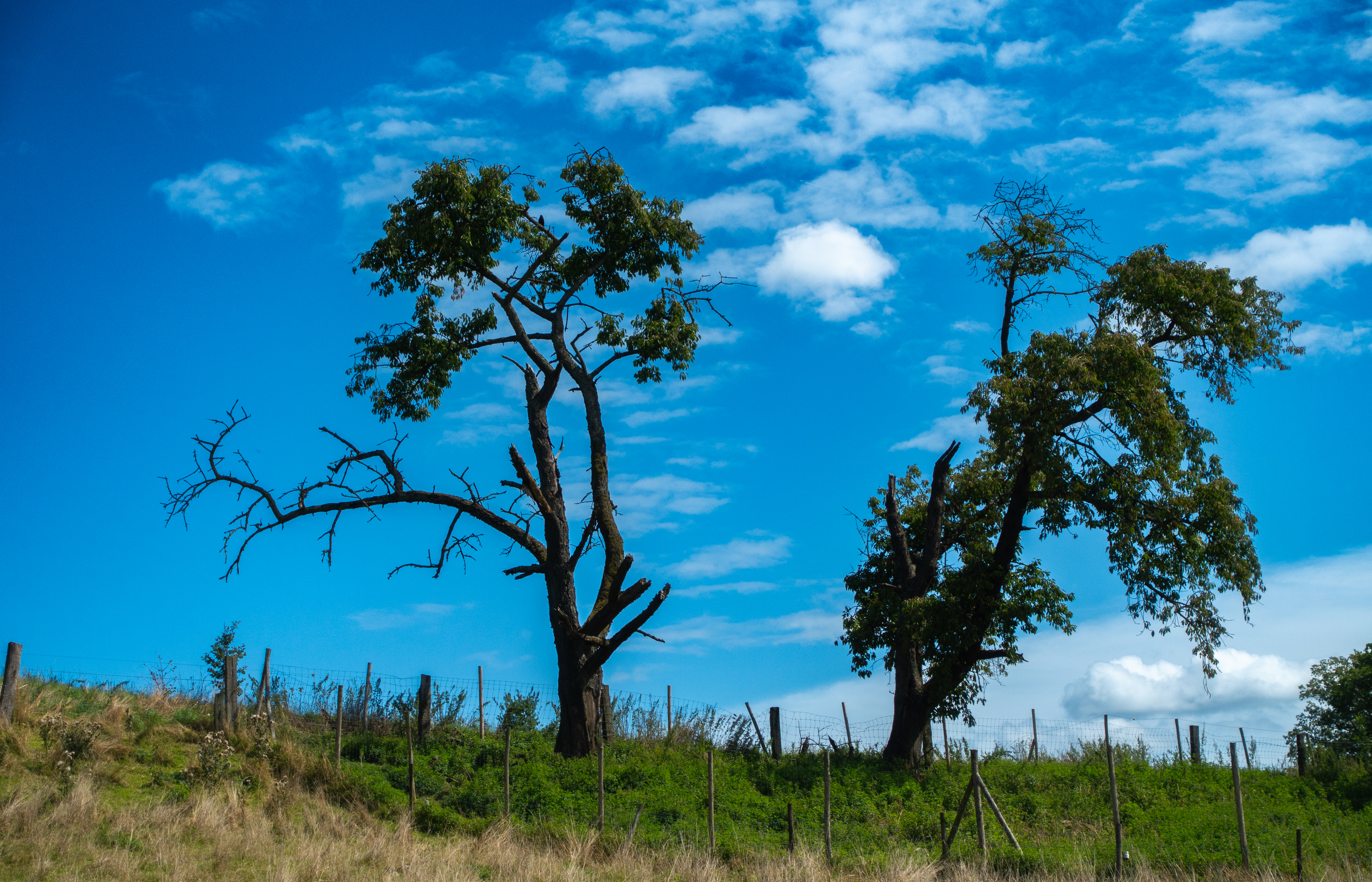Twee halfdode bomen onder een felblauwe lucht
