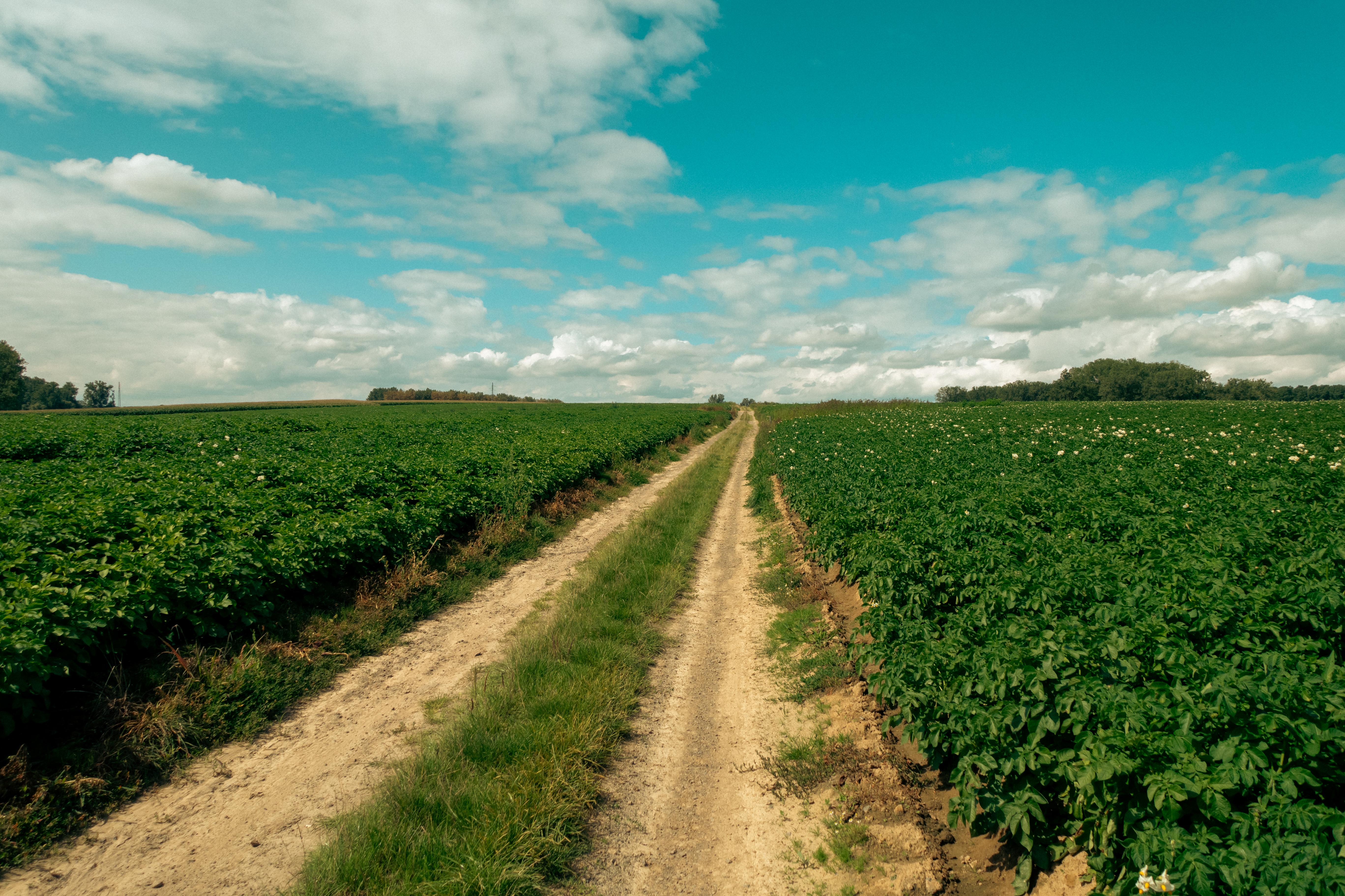 Veldweg tussen de aardappelplanten