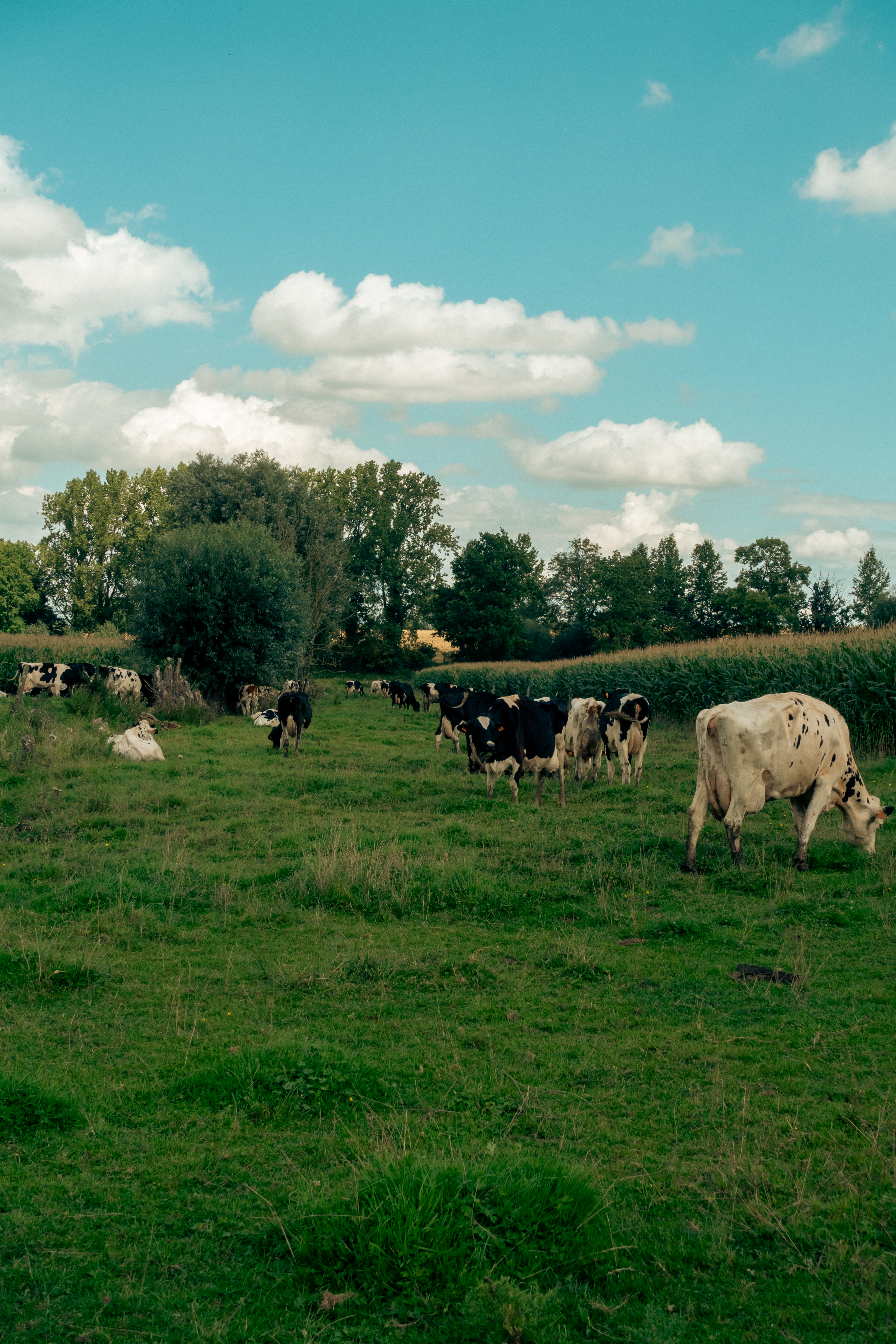 Koeien in een weiland onder een blauwe hemel