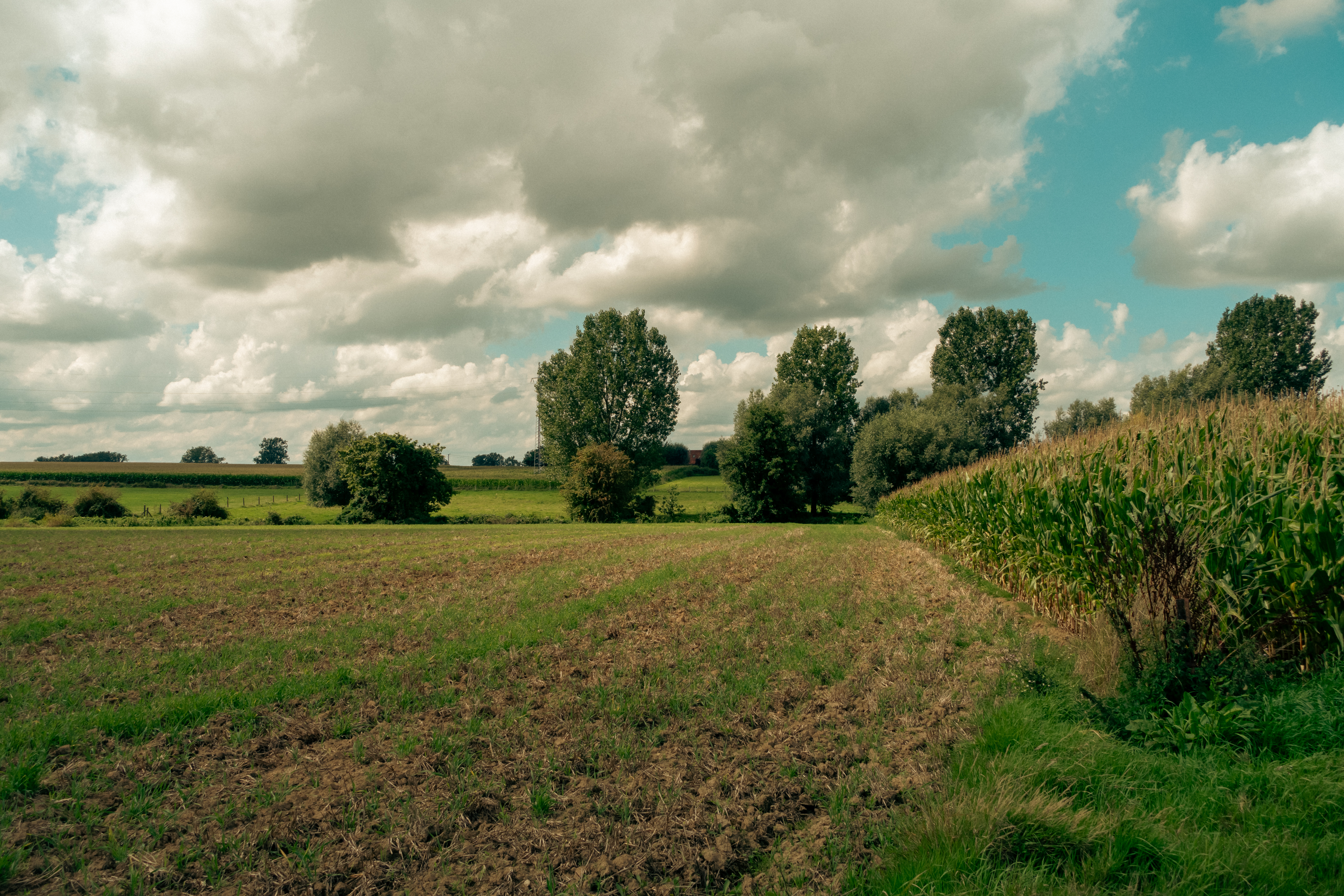 Wolken boven bomen en een groen weiland