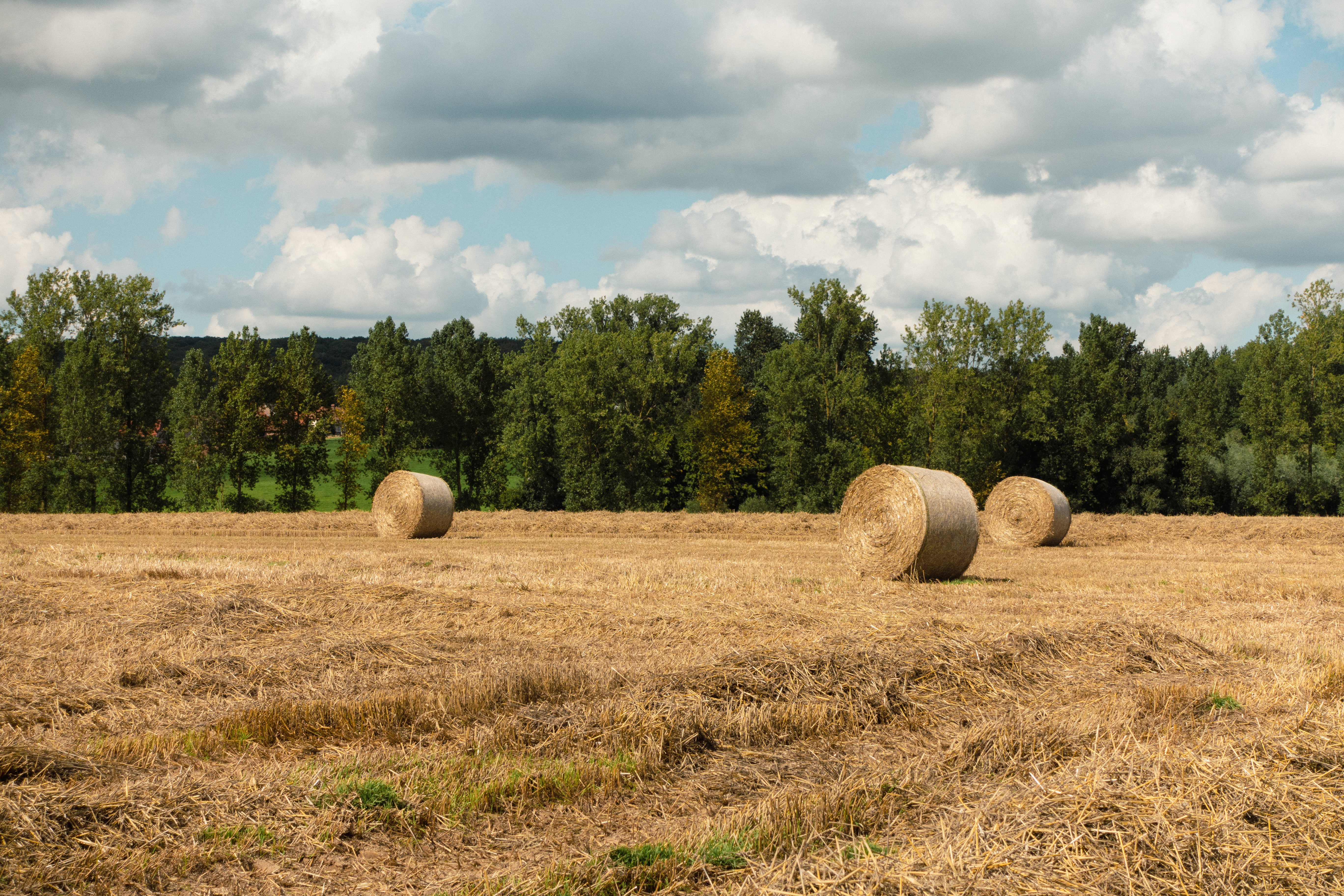 Hooi in een rolletje in een veld