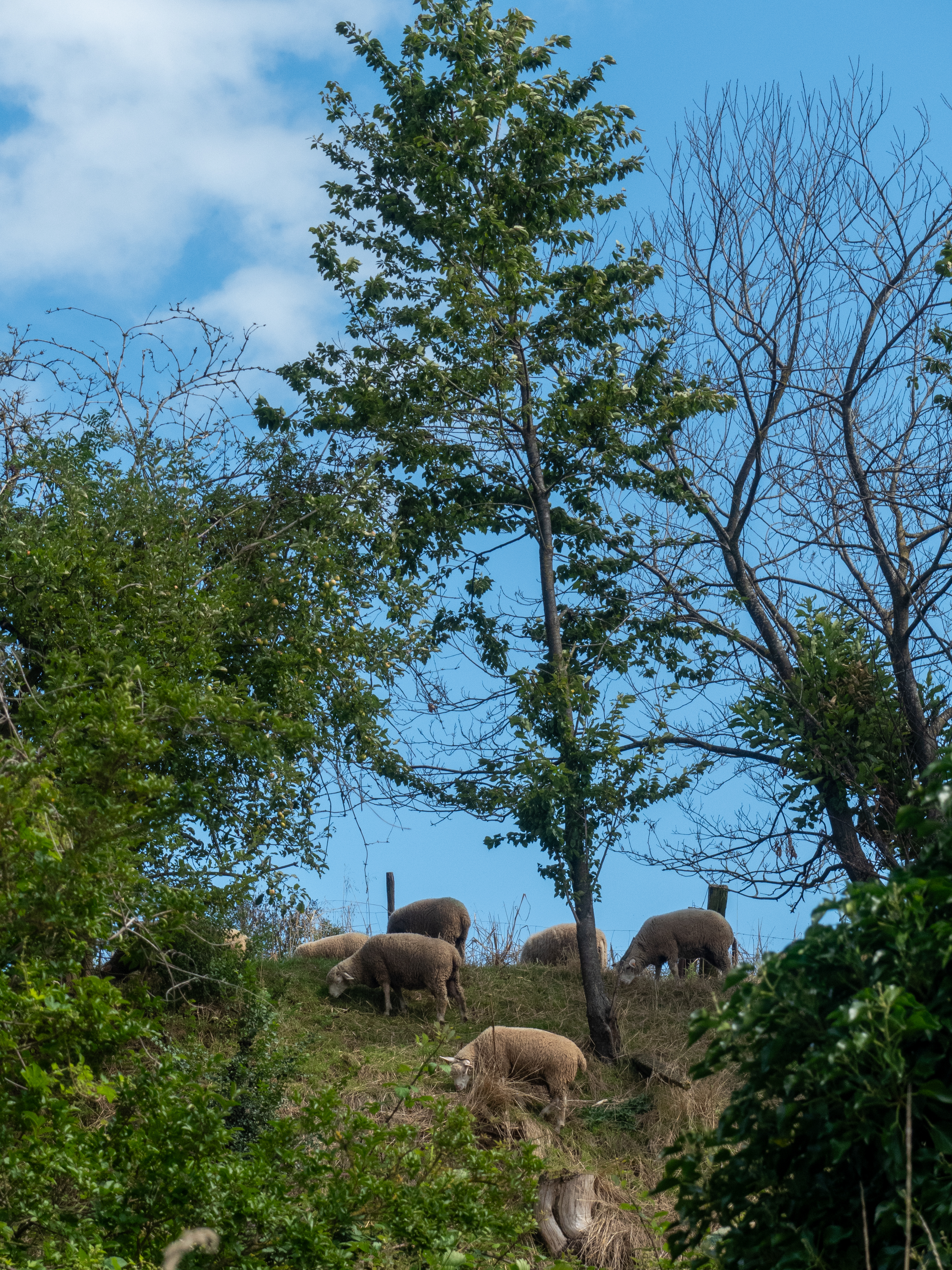 Grazende schapen op een heuvel