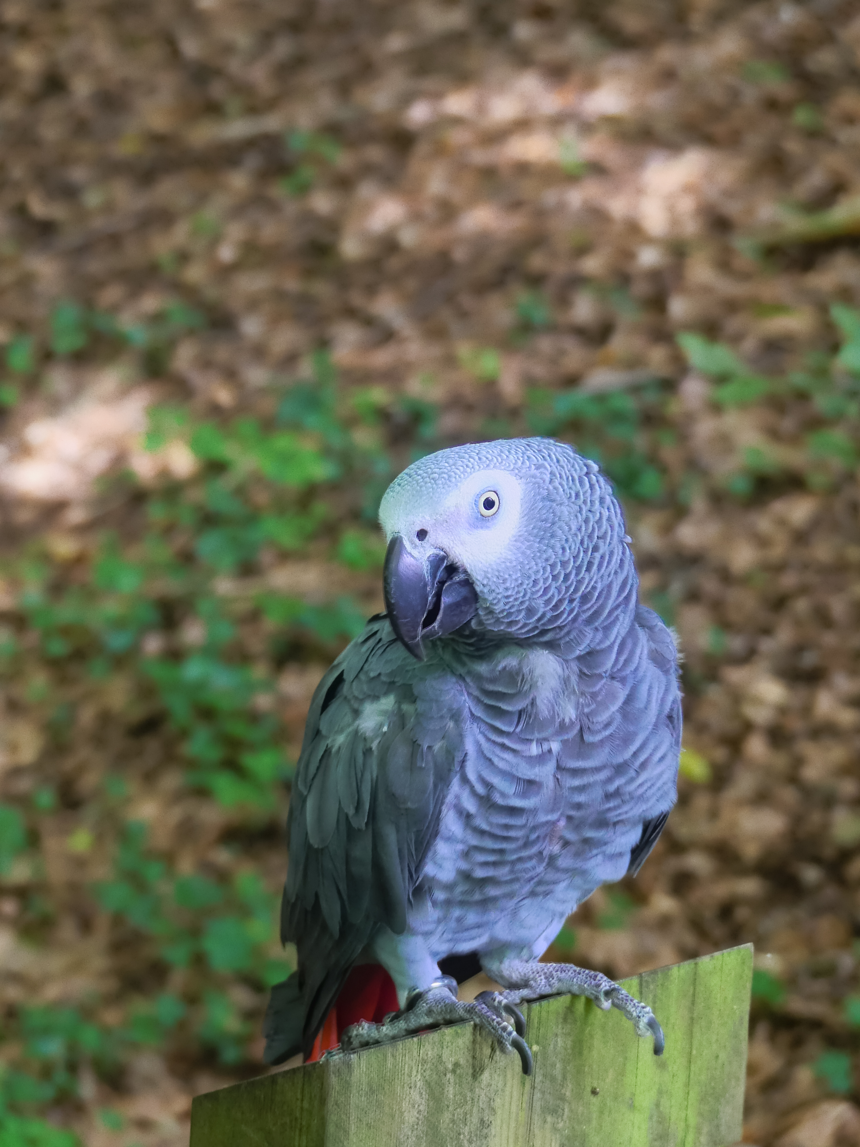 Papegaai die op wandel was